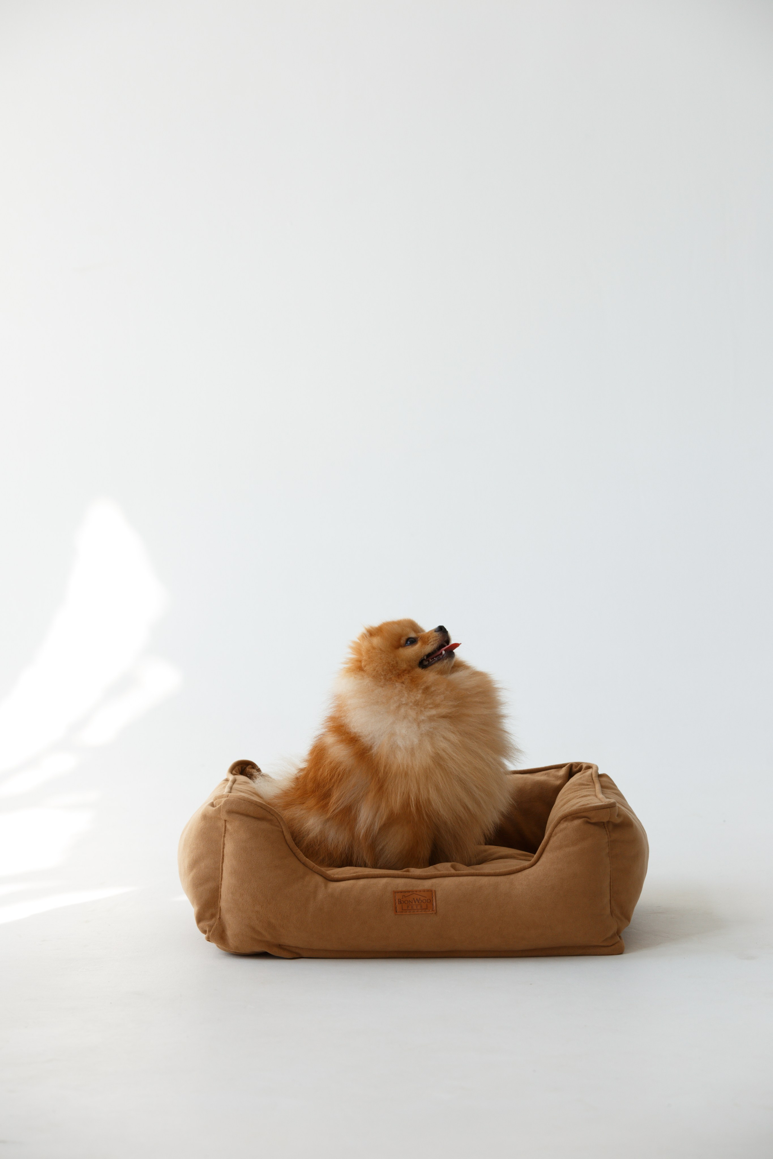 Boonwood Pets лежанки для животных. Фотограф анималист Кристина Карпова, Москва