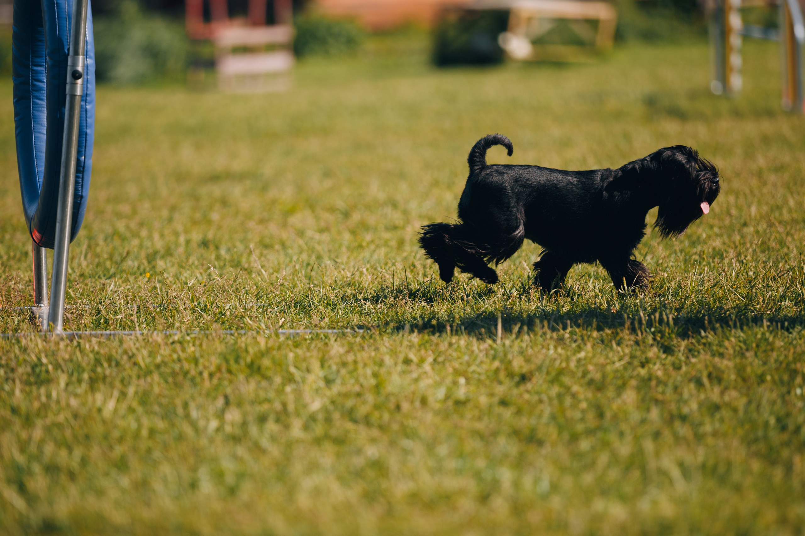 Кинологический лагерь в Горыныче. Фотограф анималист Кристина Карпова, Москва