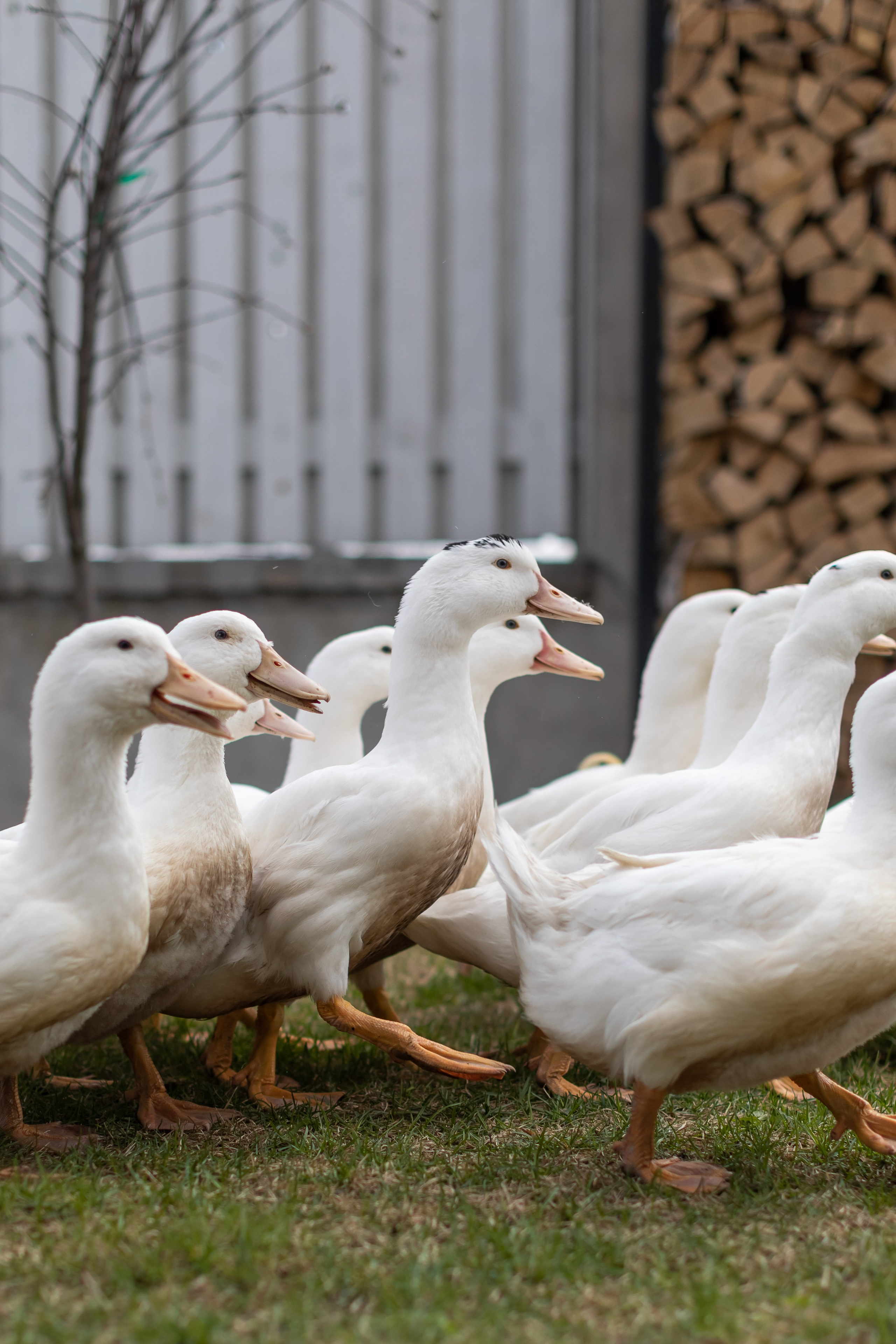 Съемка для проекта: Театрализованный ужин «Один летний день» в отеле Wawelberg. NesterovaMaria.ru