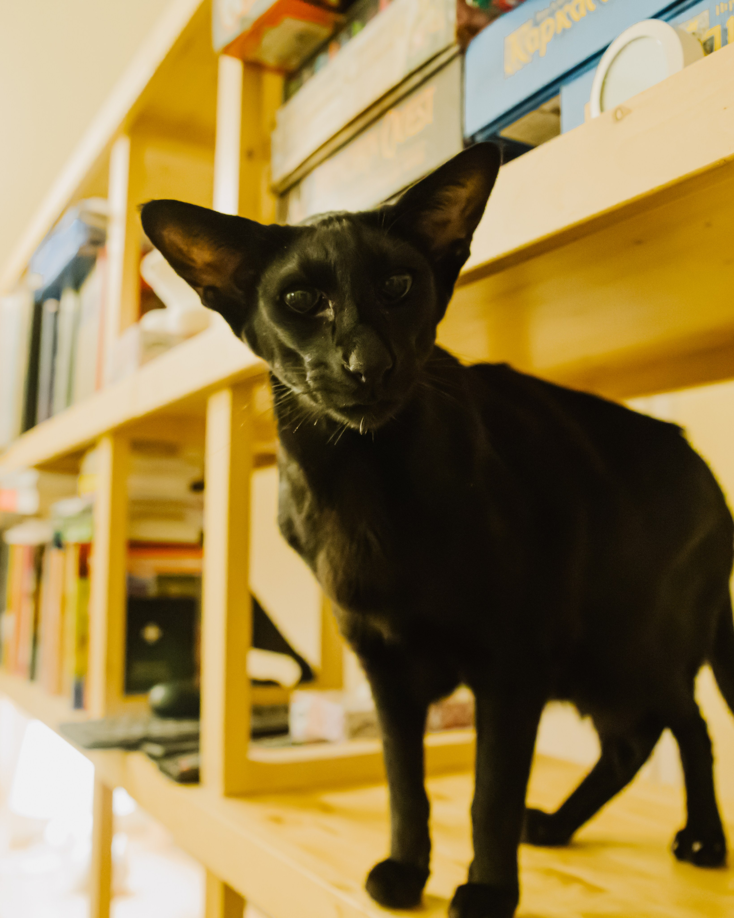 Гилдин. Портретный фотограф Ванинен Анастасия. Санкт-Петербург