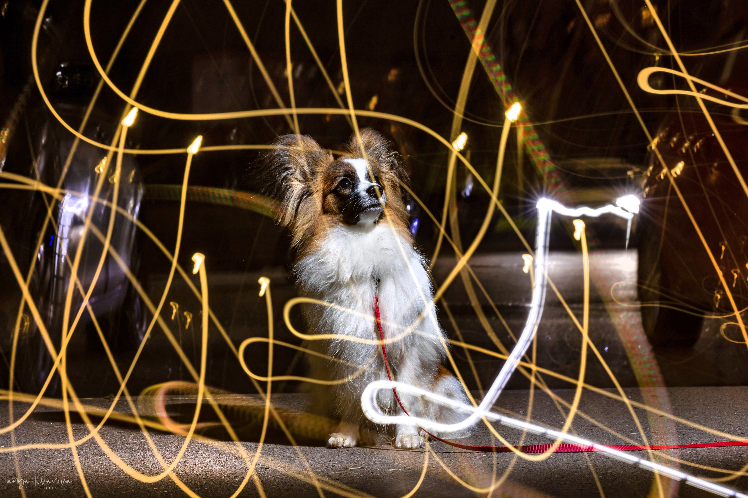 Хьюстон. Фотограф анималист Аня Ливанова | Рыбинск