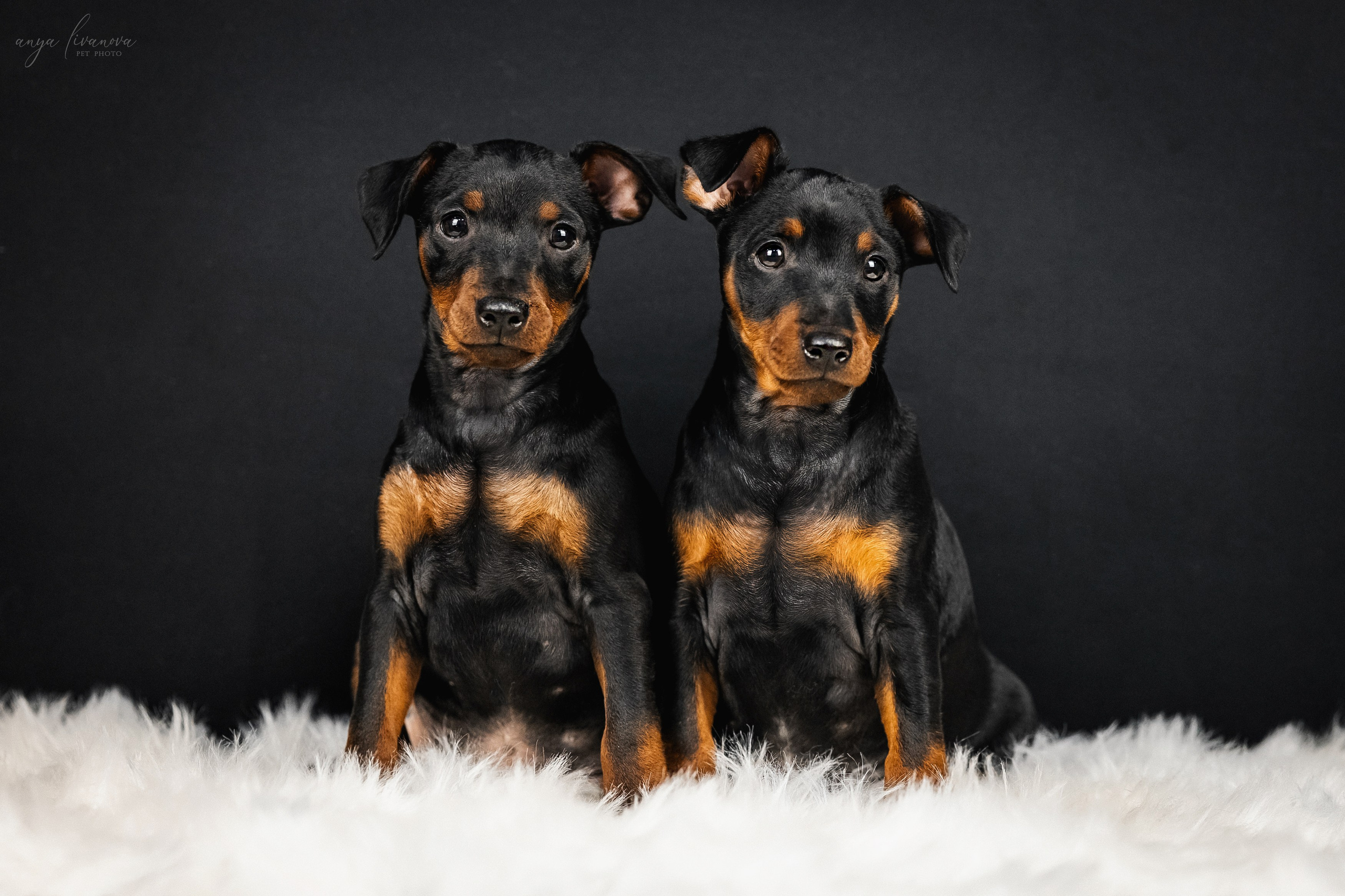 Пинчерята. Фотограф анималист Аня Ливанова | Рыбинск