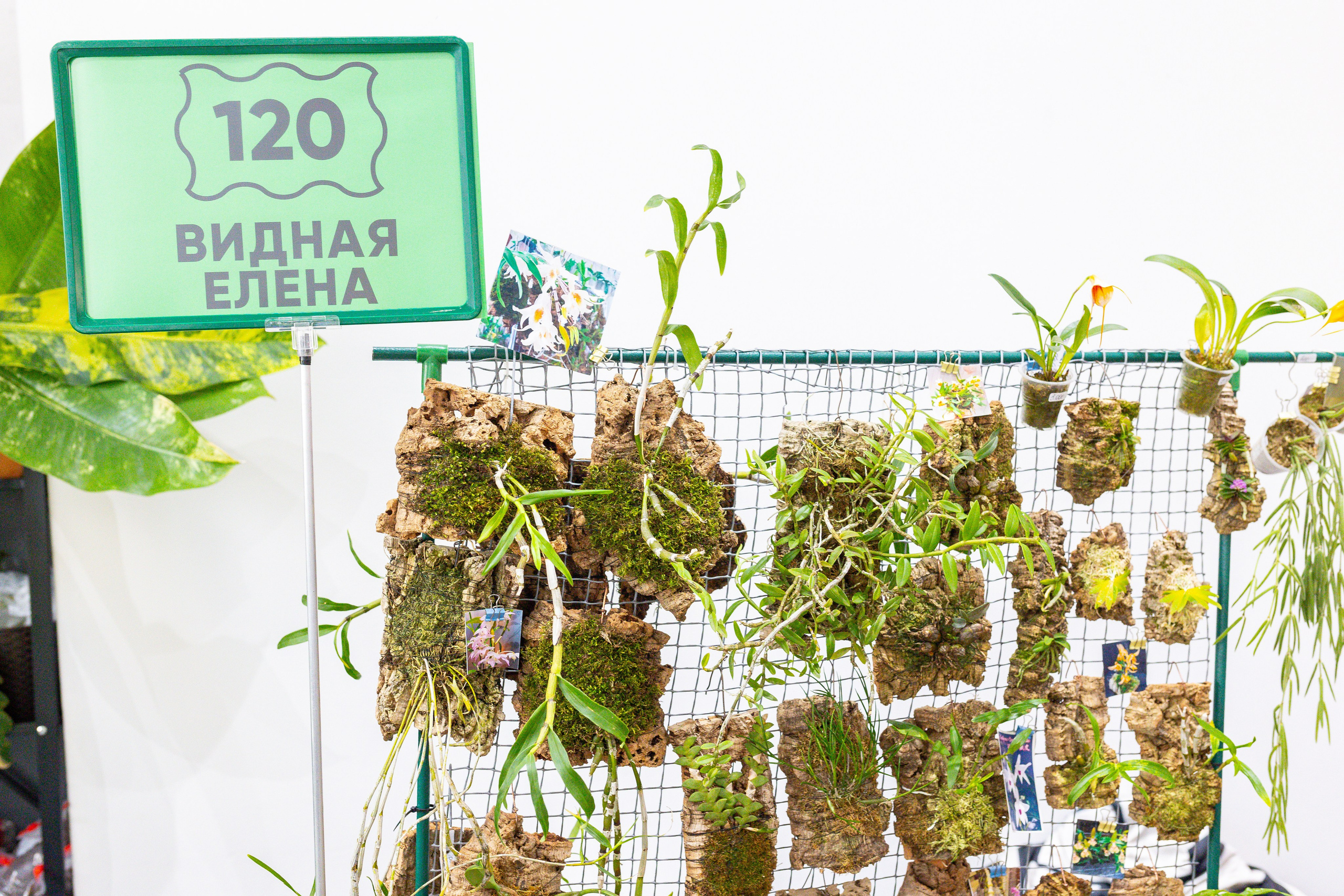 Монстериум 11–12 октября. Александра Куликова фотограф, Москва