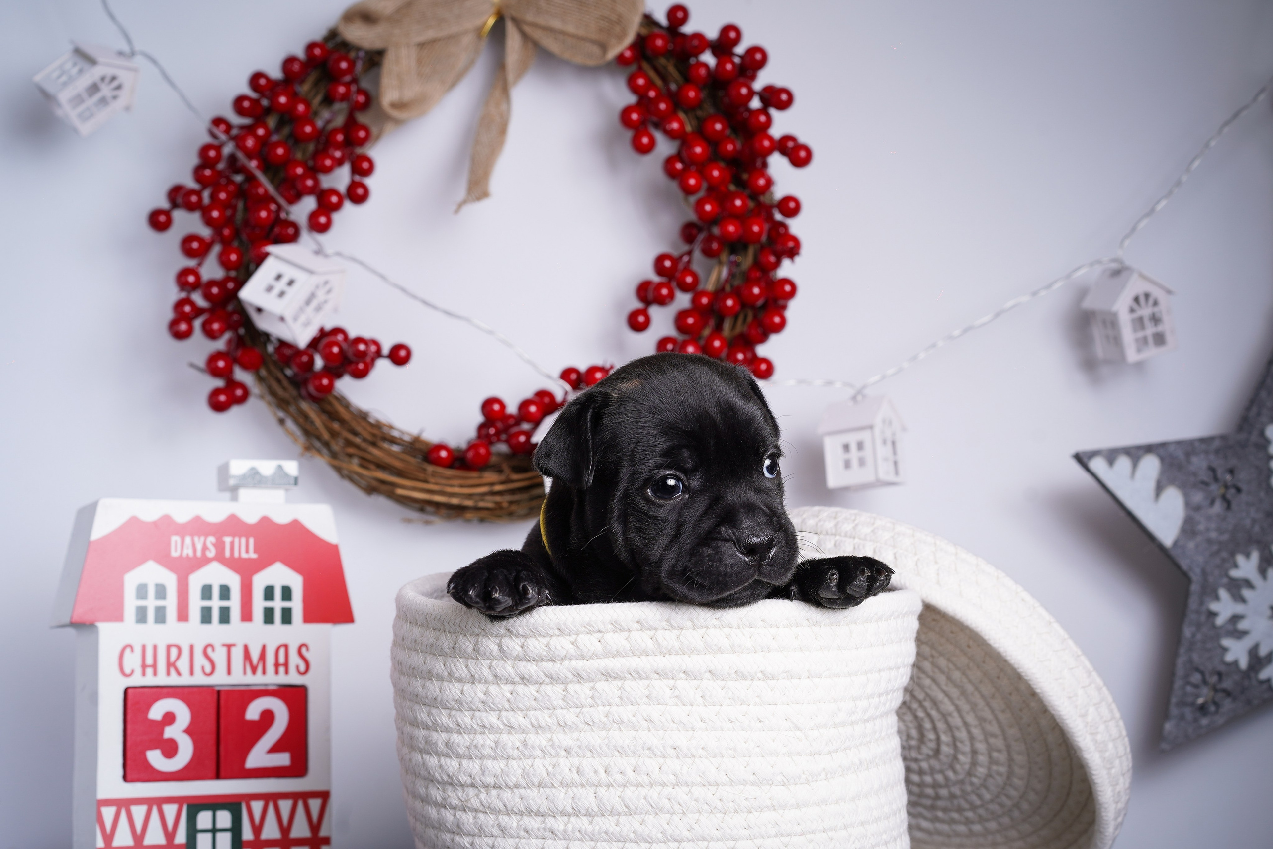 Щенки стаффи. Фотограф-анималист в Санкт-Петербурге Яна Мартынова