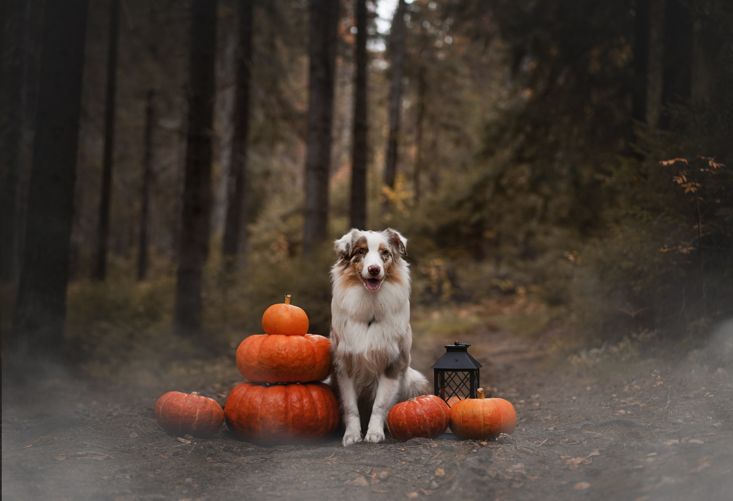 Панда тыковки. Фотограф-анималист в Санкт-Петербурге Яна Мартынова