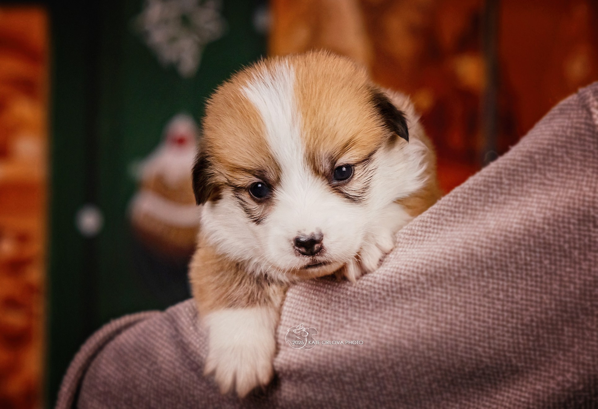 А — Кола и Цесей. Kawaii Kuma питомник собак пород Корги пемброк, Акита ину, Сиба