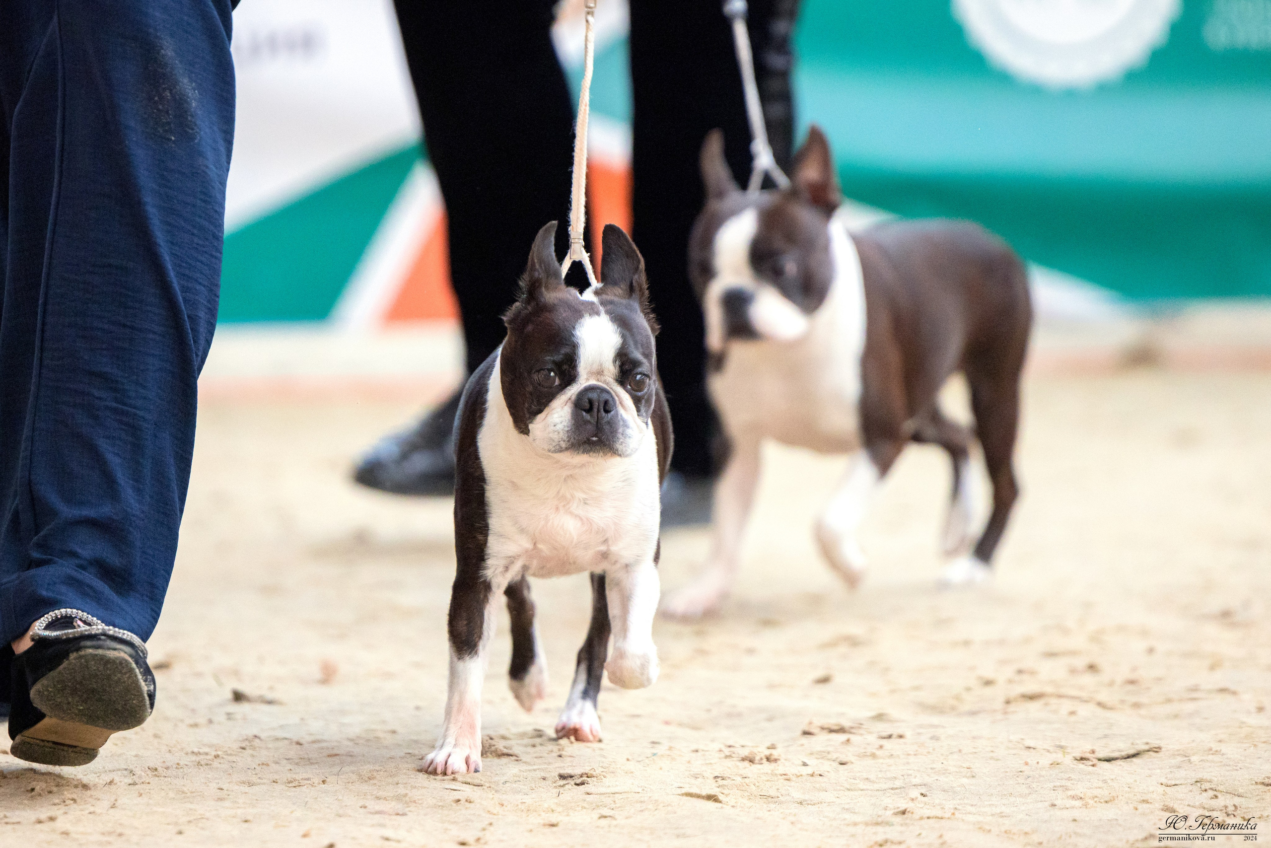 РОССИЯ 8-9.06.2024. Фотограф-анималист Юлия Германика