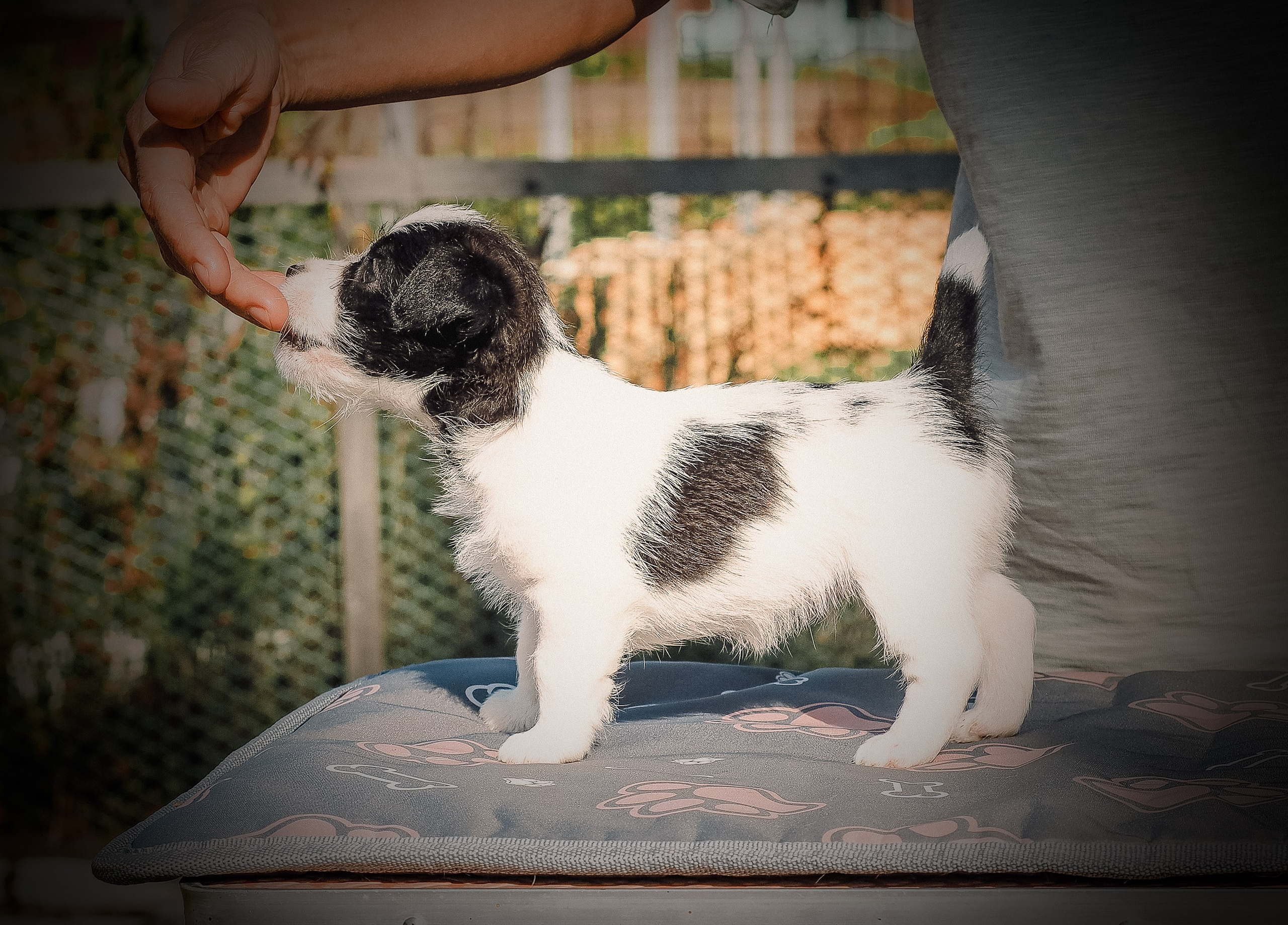 Бело-черная красавица джек-рассел-терьер. КАНЕ МАЭСТРО — питомник Джек рассел терьеров