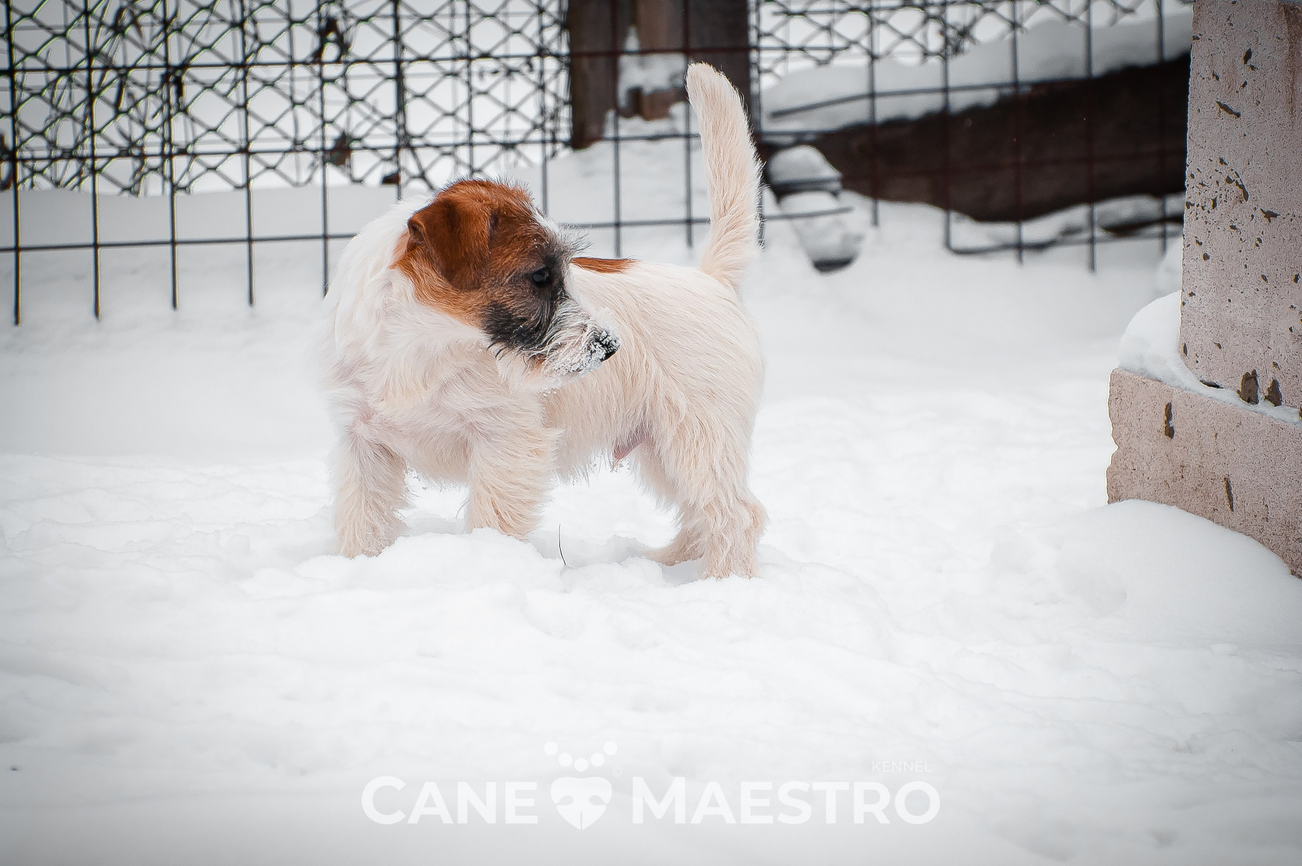 Щенок кобель ДРТ. КАНЕ МАЭСТРО — питомник Джек рассел терьеров