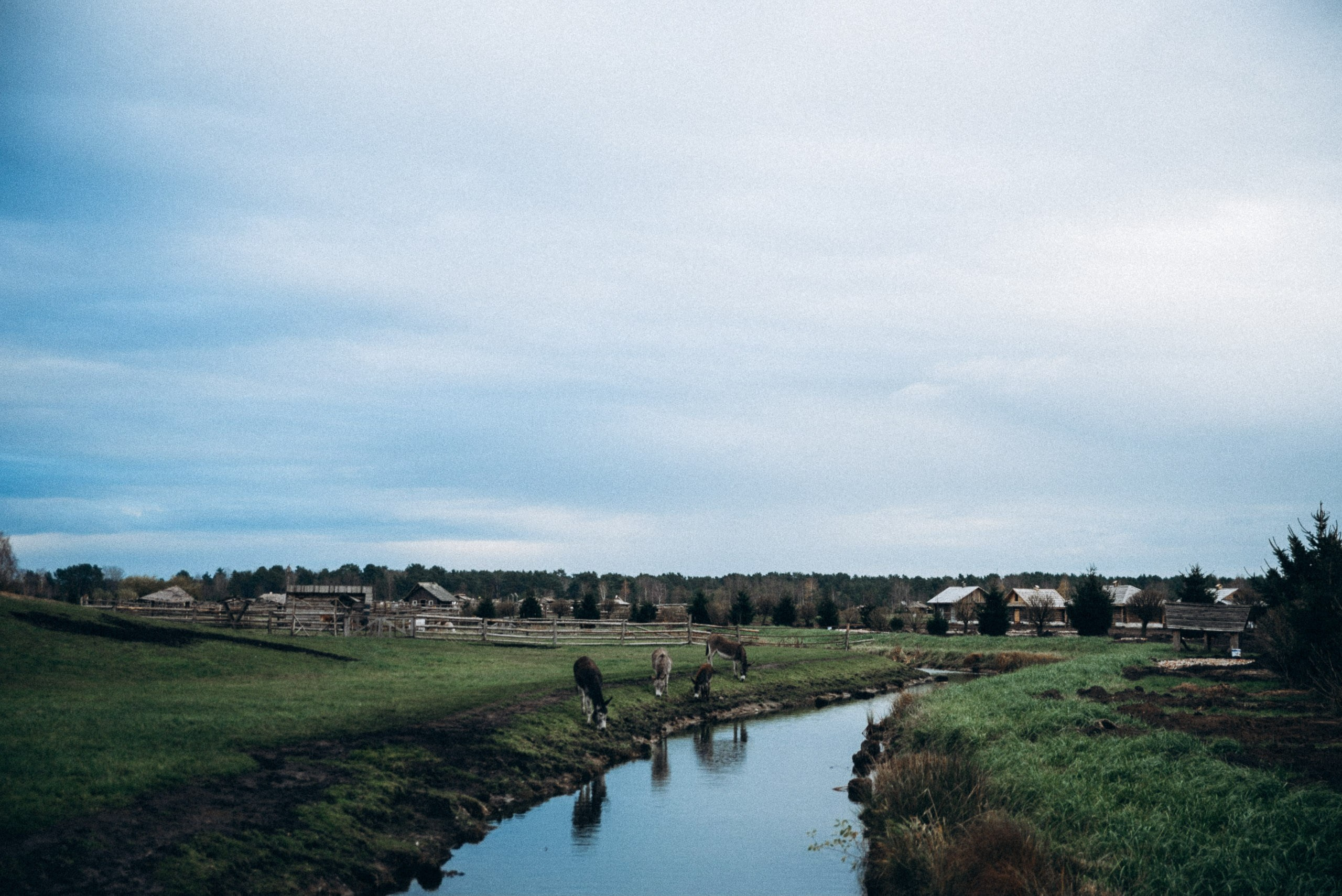 Диприз 🦌🌿🦝. Anita_photo