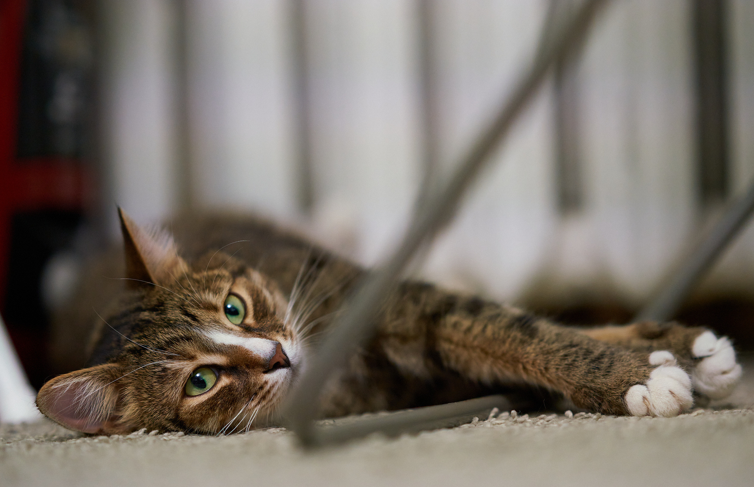 Домашние любимцы. Портретный фотограф в Москве Ланин Сергей