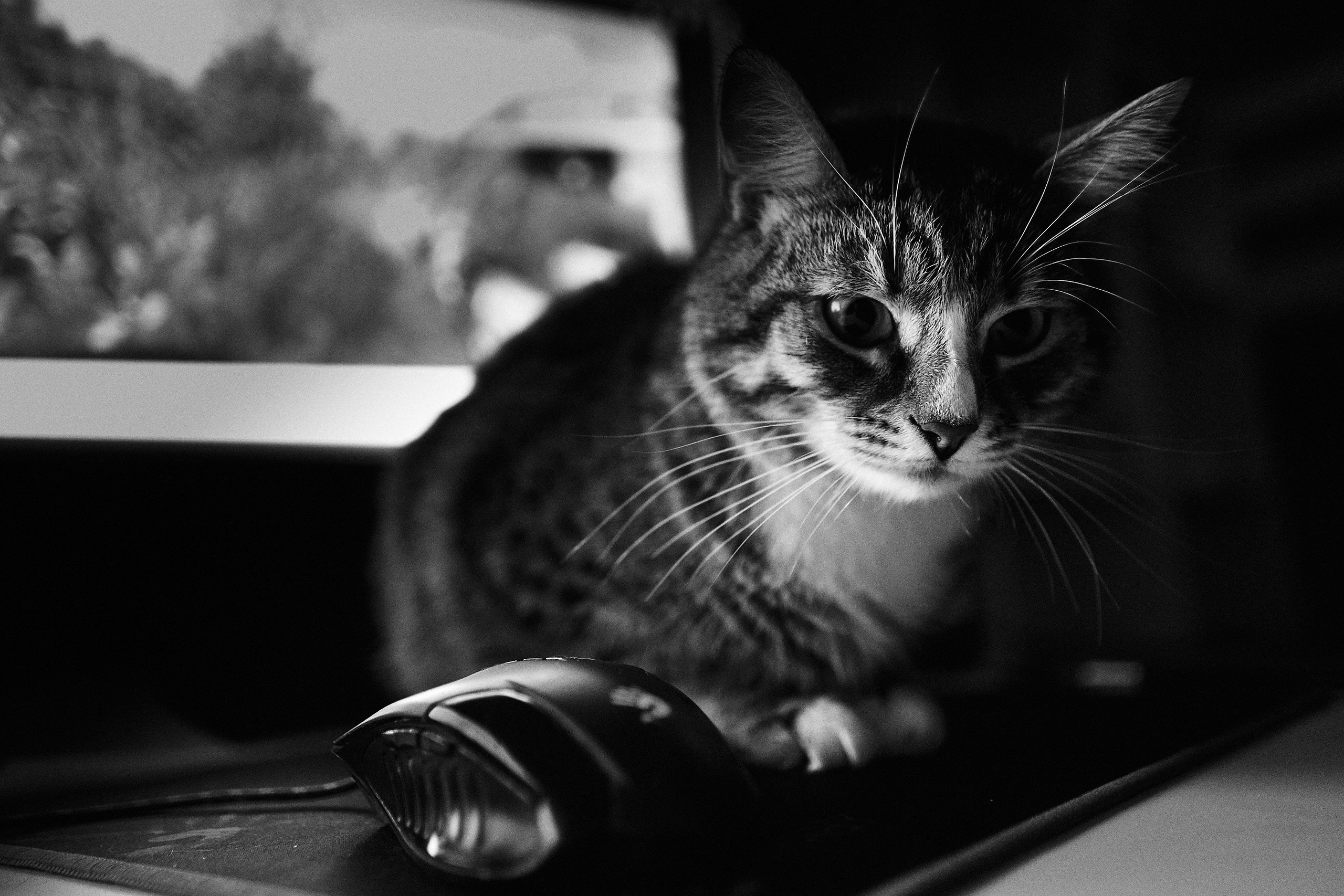 Домашние любимцы. Портретный фотограф в Москве Ланин Сергей