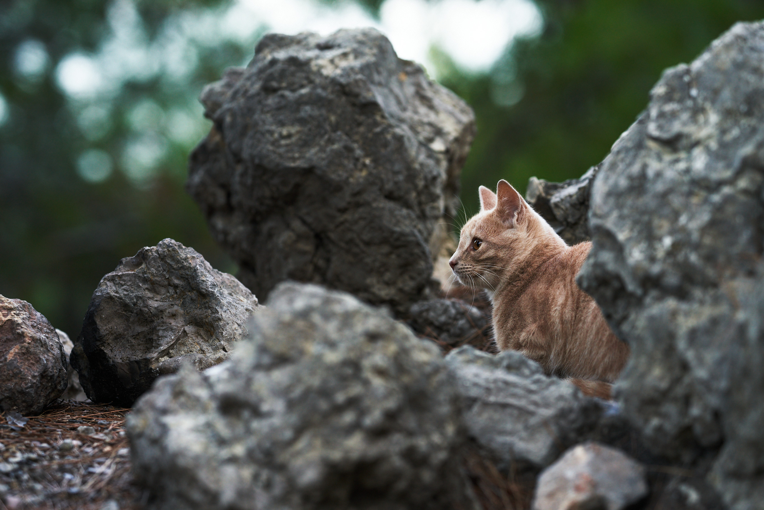 Домашние любимцы. Портретный фотограф в Москве Ланин Сергей