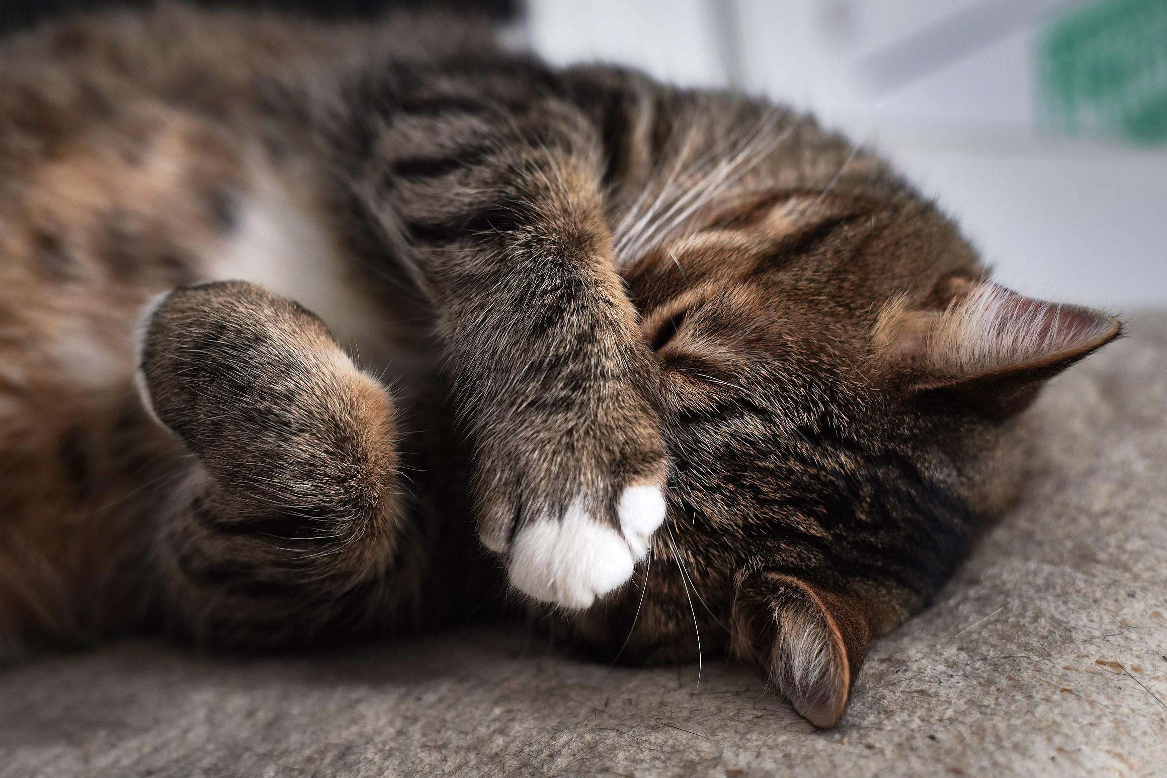 Домашние любимцы. Портретный фотограф в Москве Ланин Сергей