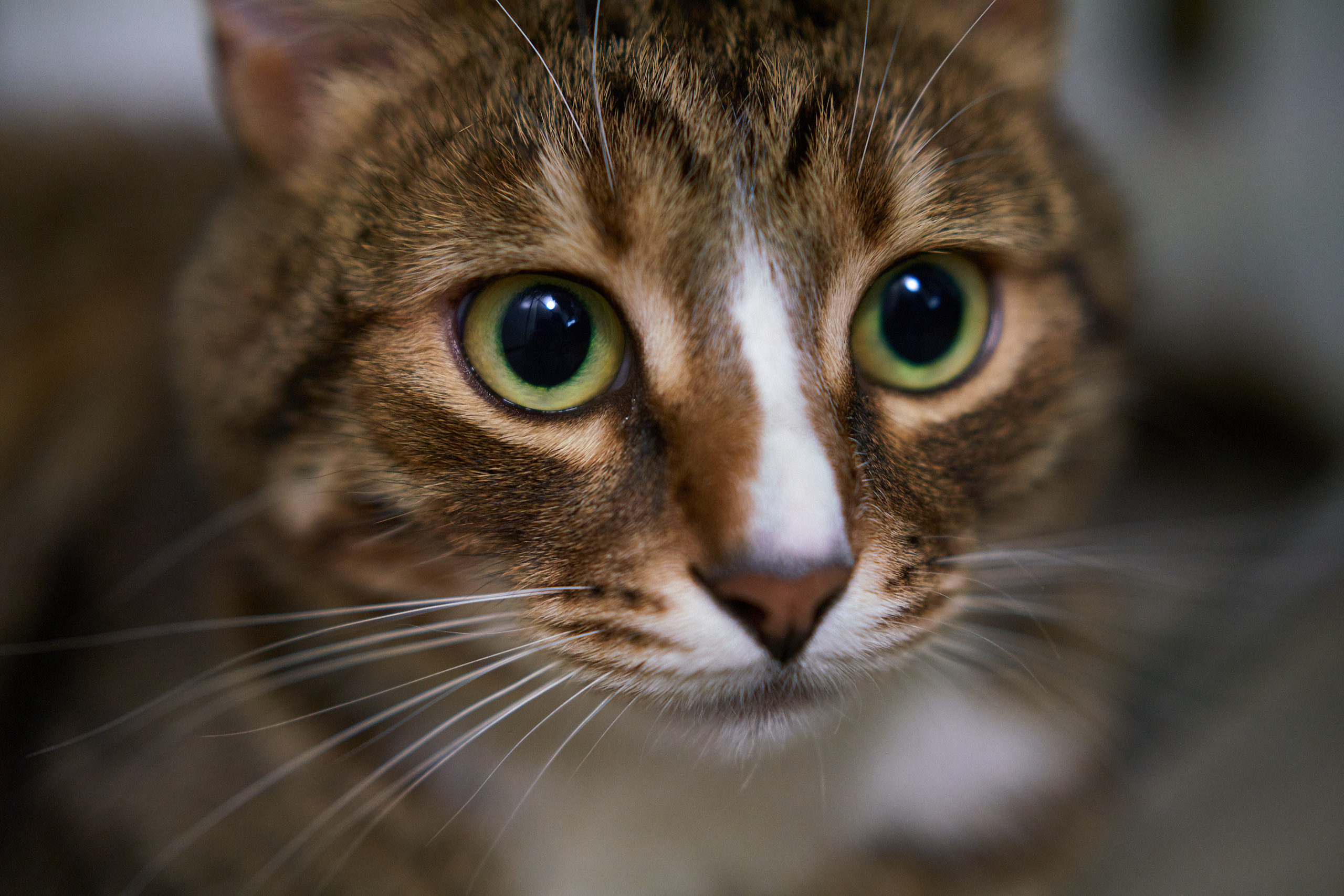 Домашние любимцы. Портретный фотограф в Москве Ланин Сергей