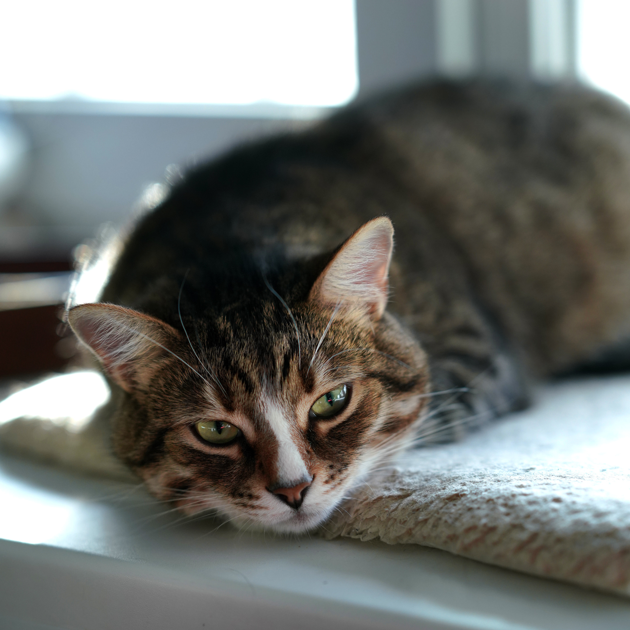 Домашние любимцы. Портретный фотограф в Москве Ланин Сергей