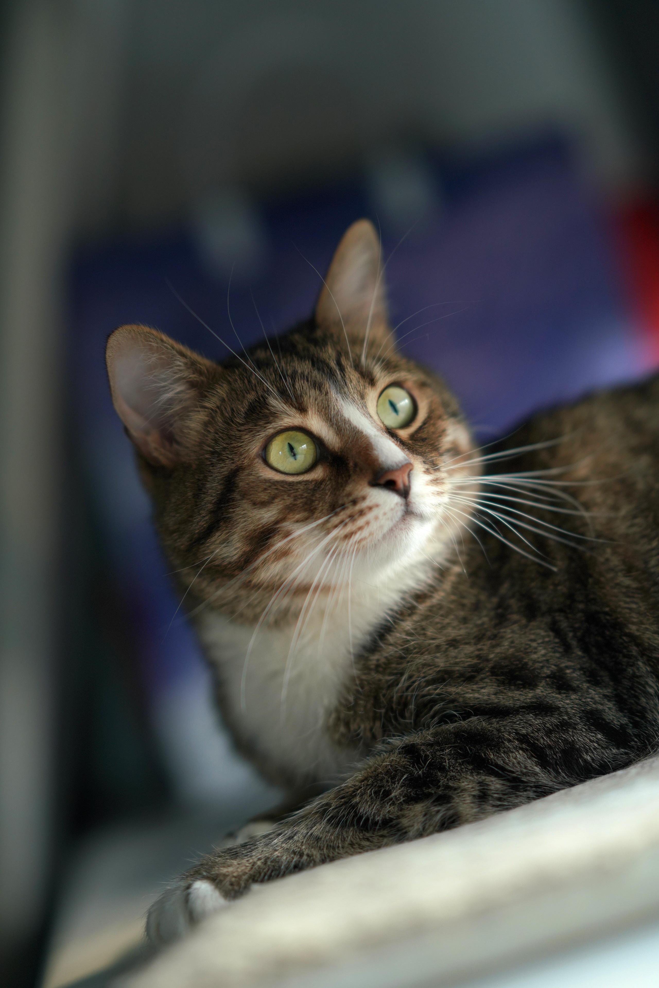 Домашние любимцы. Портретный фотограф в Москве Ланин Сергей