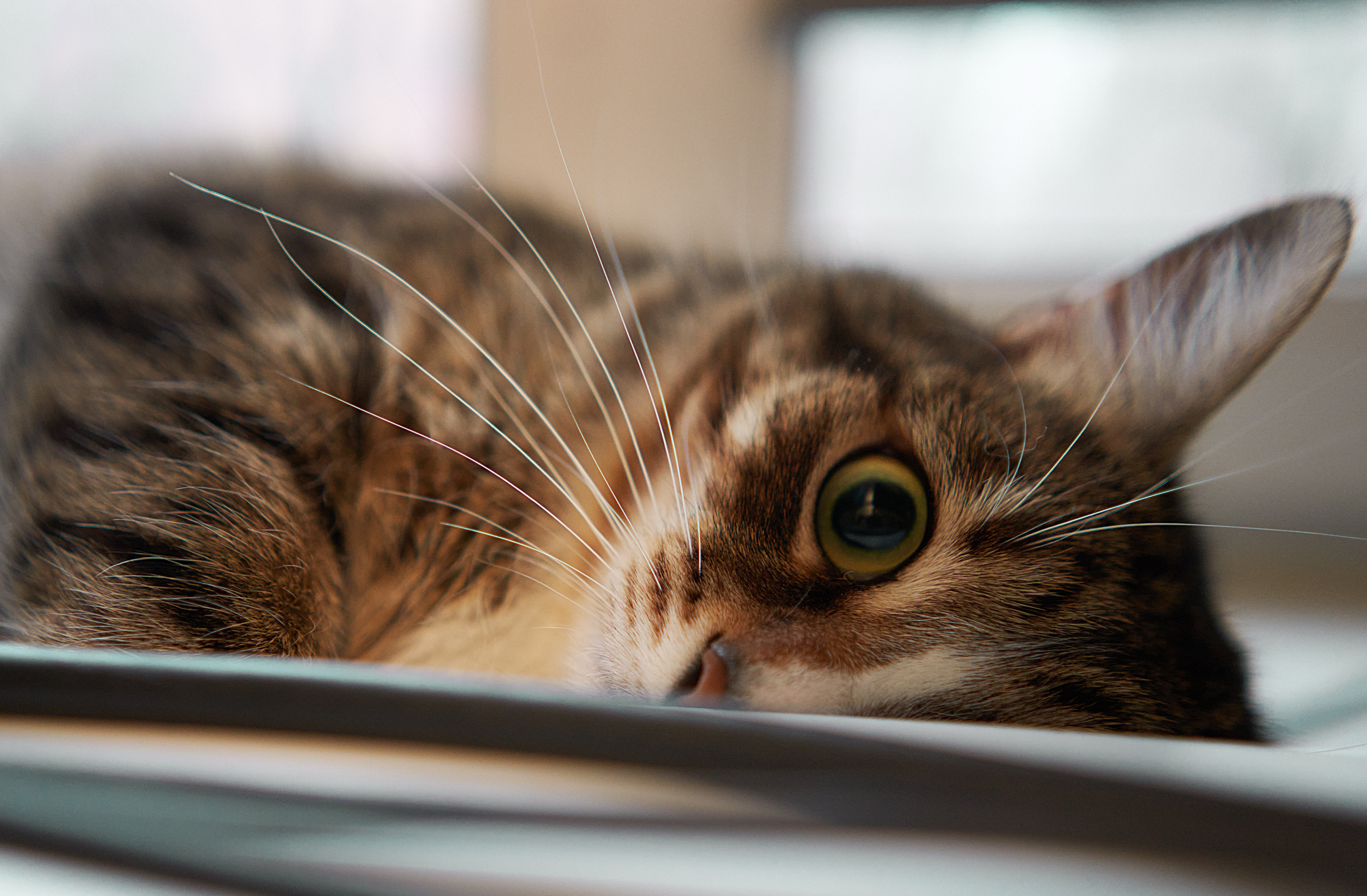 Домашние любимцы. Портретный фотограф в Москве Ланин Сергей