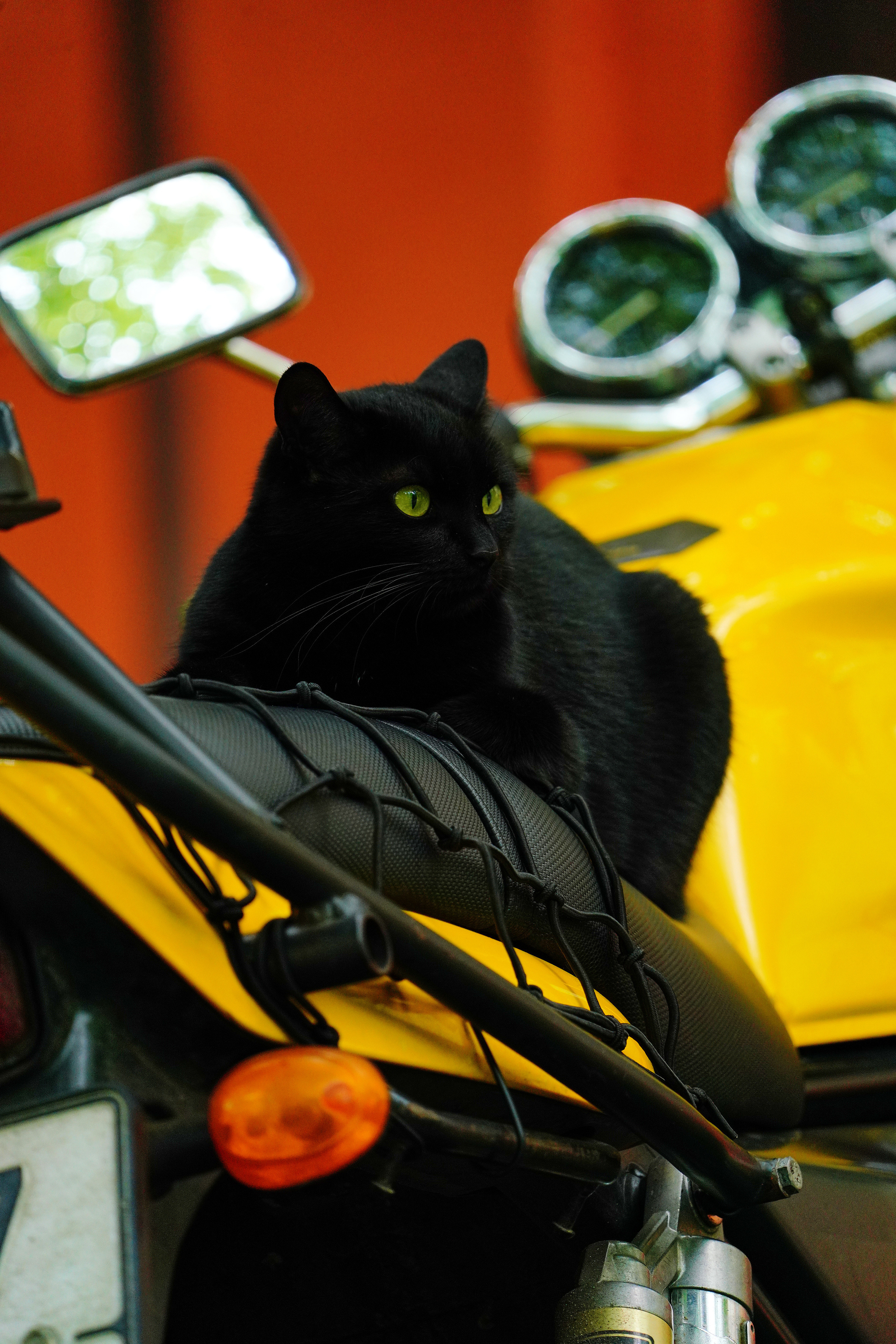 Домашние любимцы. Портретный фотограф в Москве Ланин Сергей