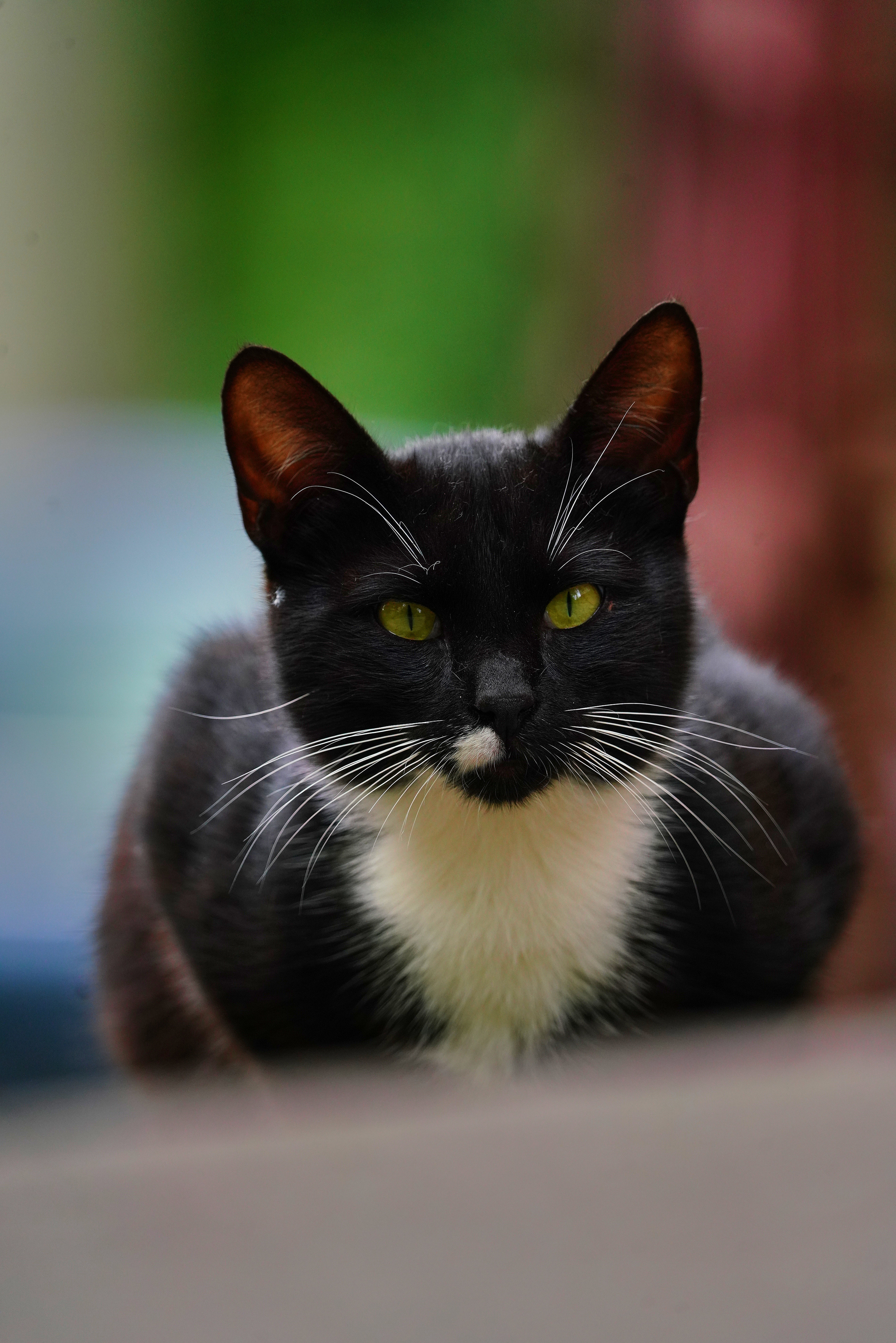 Домашние любимцы. Портретный фотограф в Москве Ланин Сергей