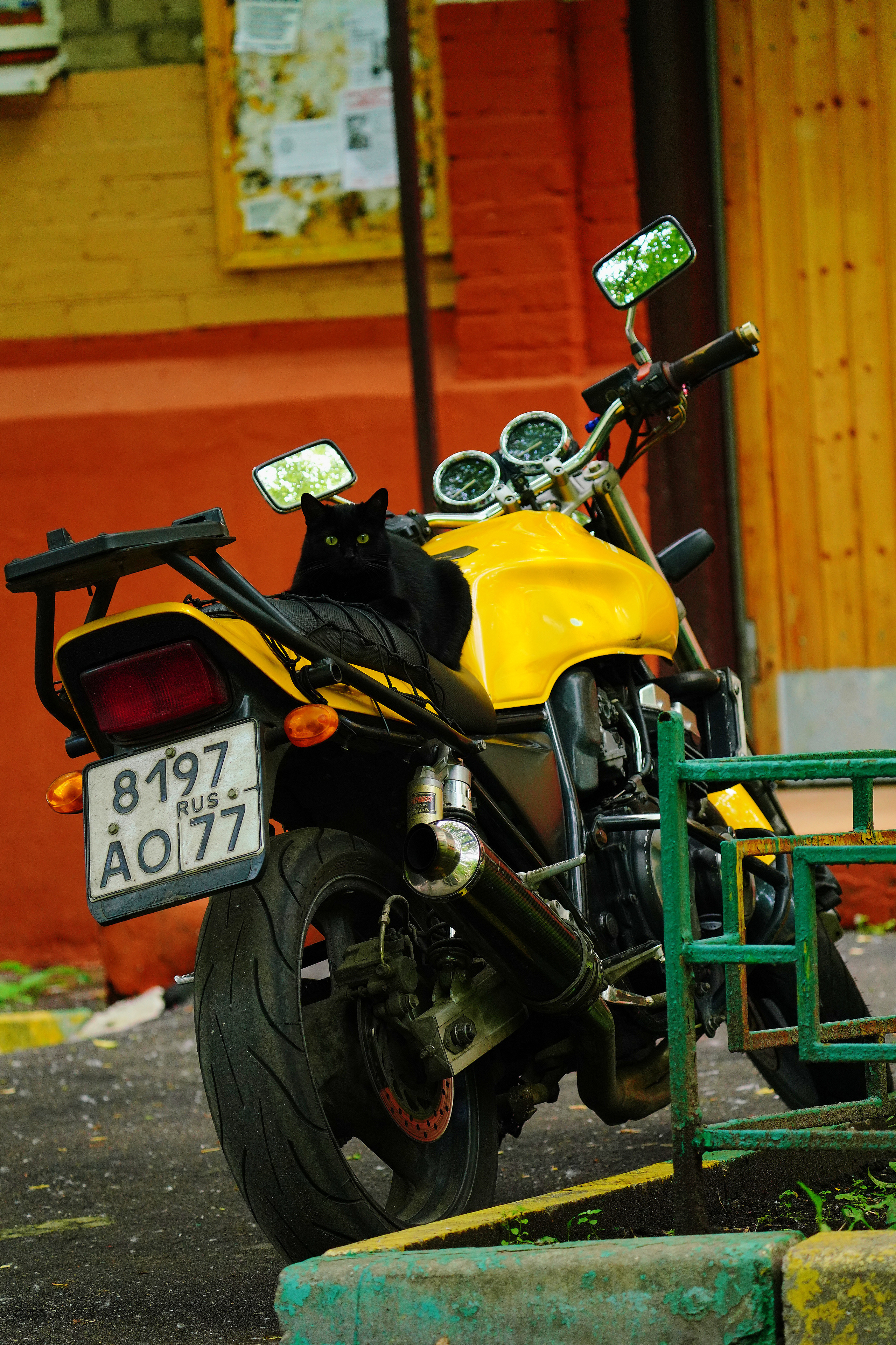 Домашние любимцы. Портретный фотограф в Москве Ланин Сергей