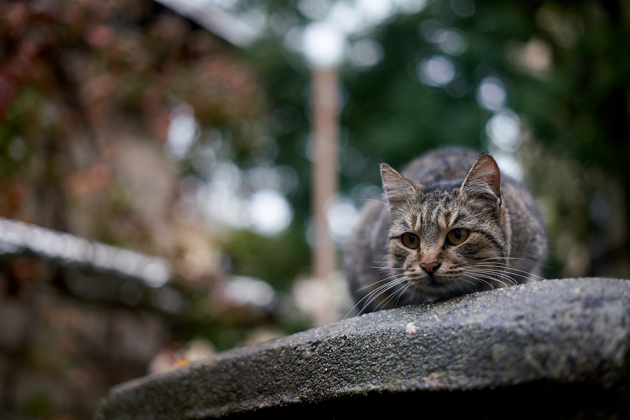 Домашние любимцы. Портретный фотограф в Москве Ланин Сергей