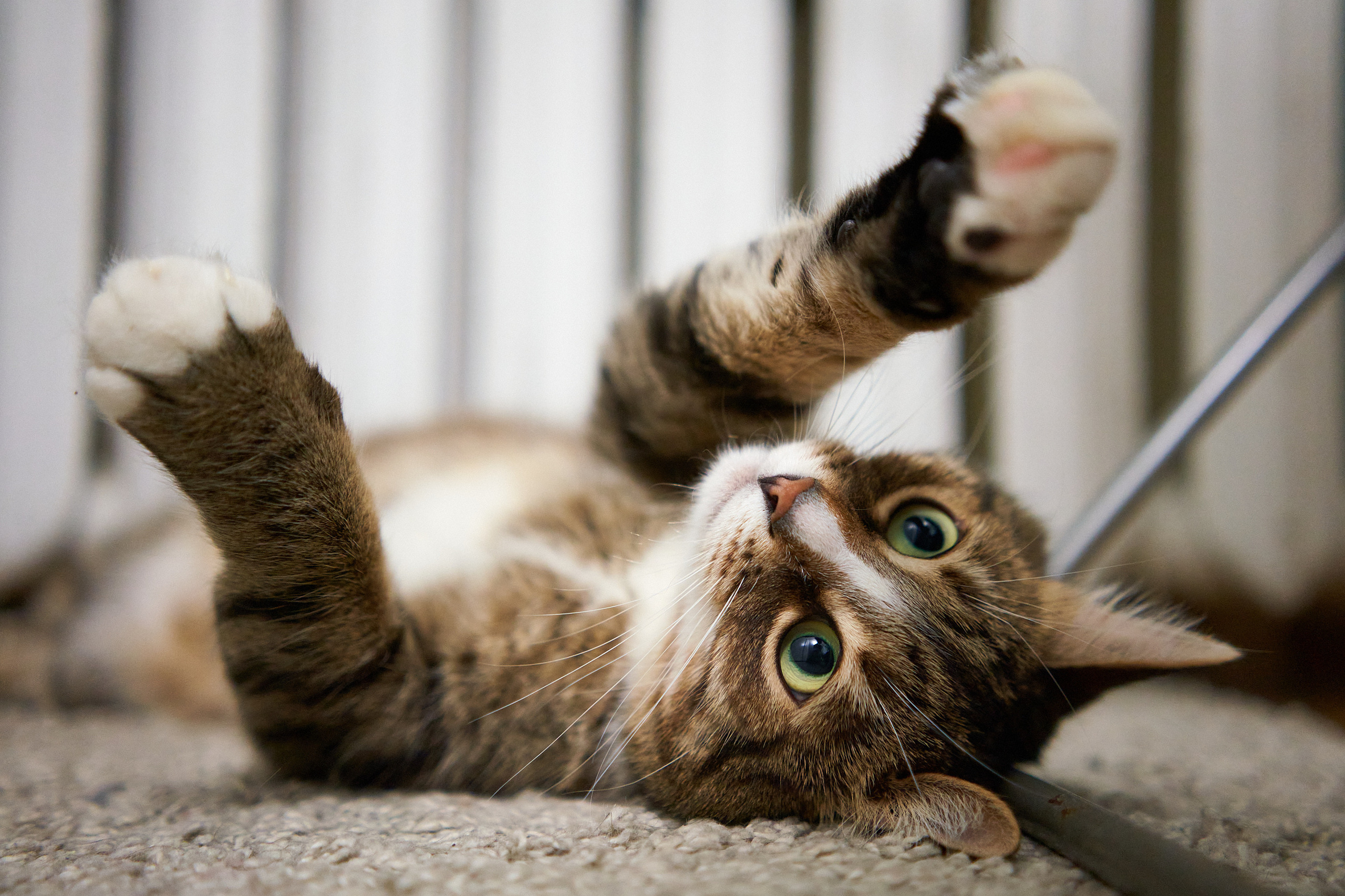 Домашние любимцы. Портретный фотограф в Москве Ланин Сергей