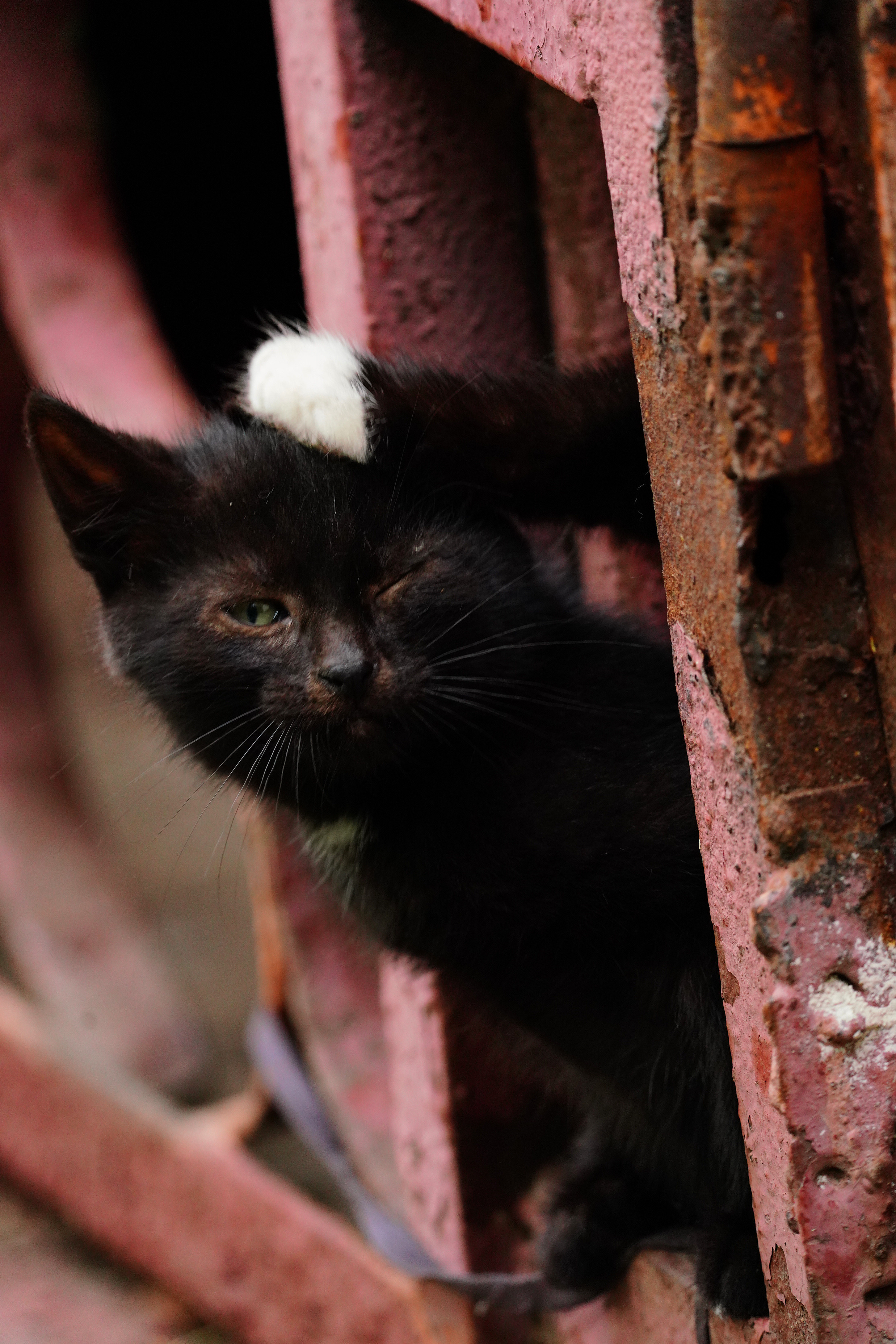 Домашние любимцы. Портретный фотограф в Москве Ланин Сергей