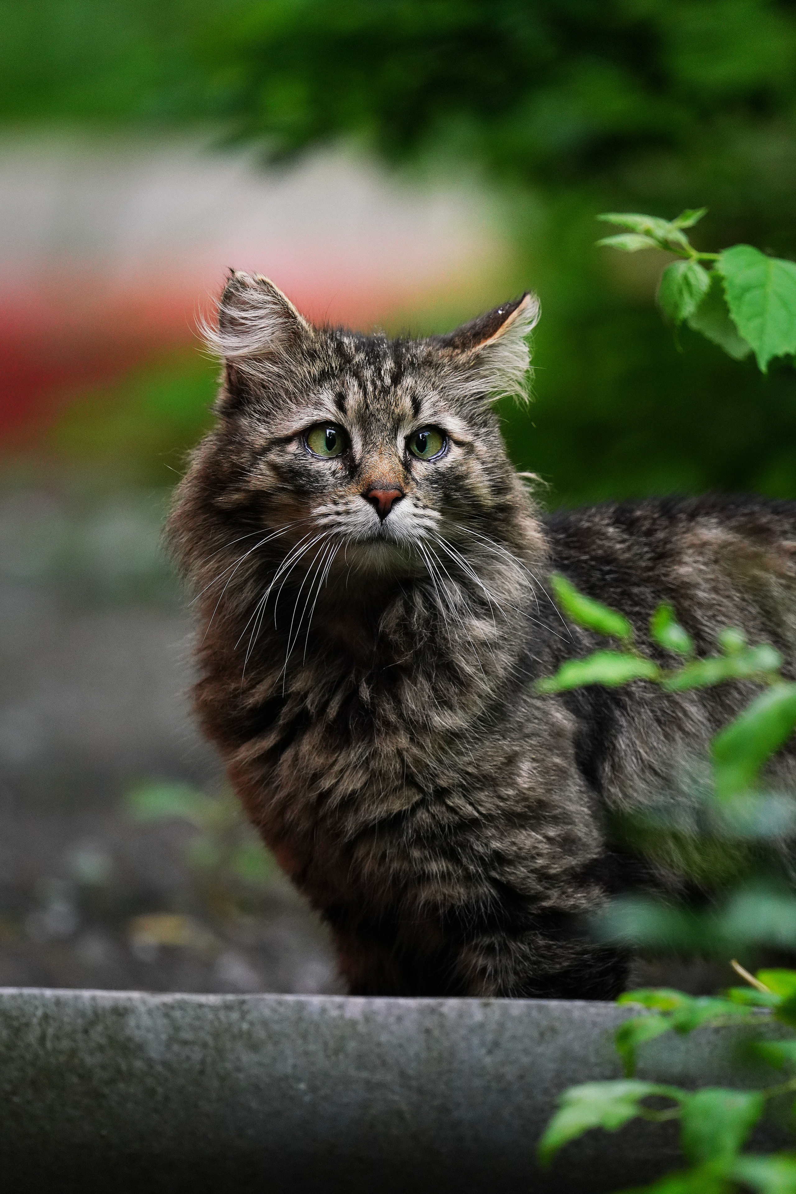 Домашние любимцы. Портретный фотограф в Москве Ланин Сергей