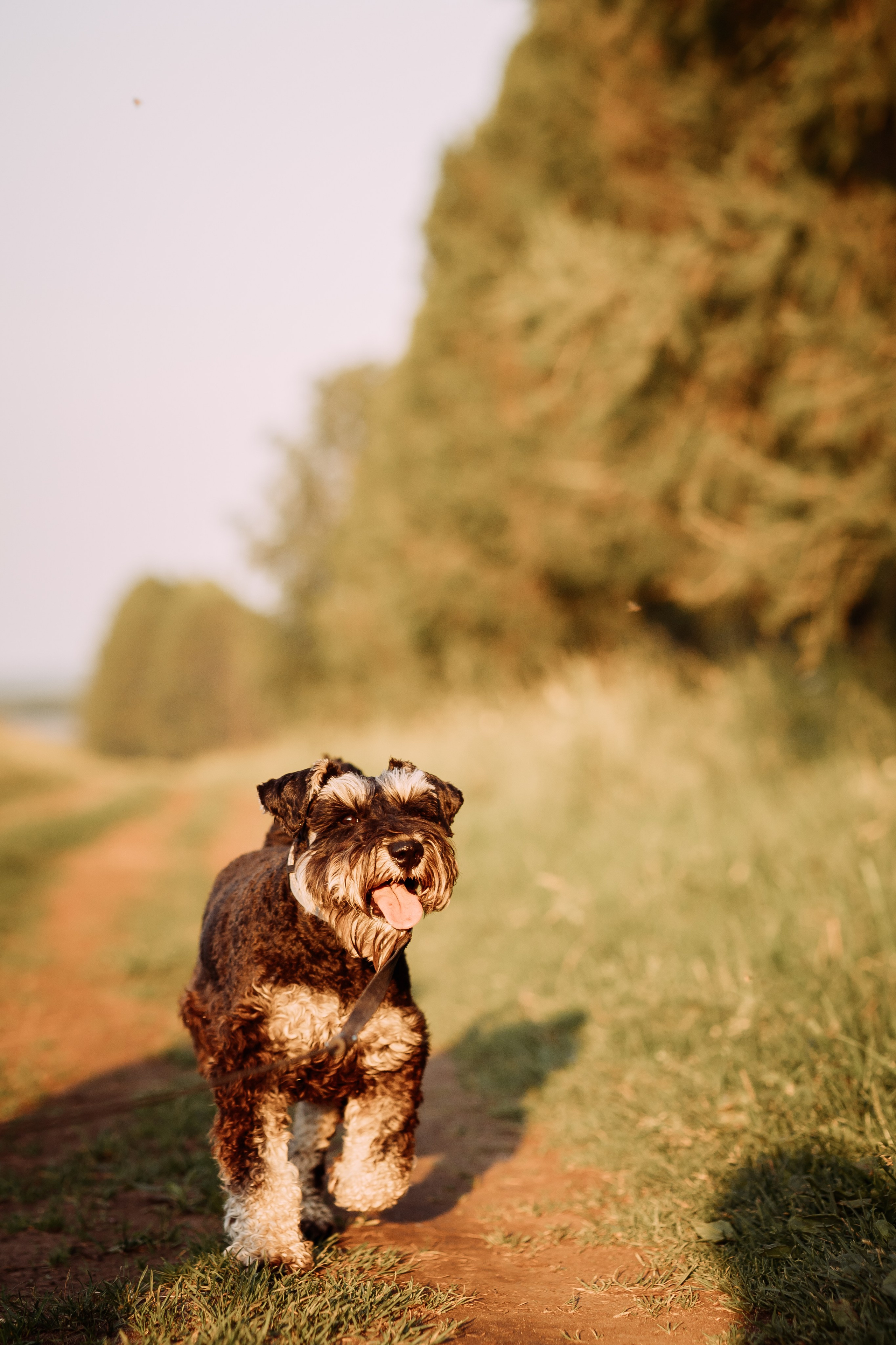 Фотопрогулка. Евгения и цвергшнауцер Ладушка. Фотограф Яна Матвеева в Ижевске