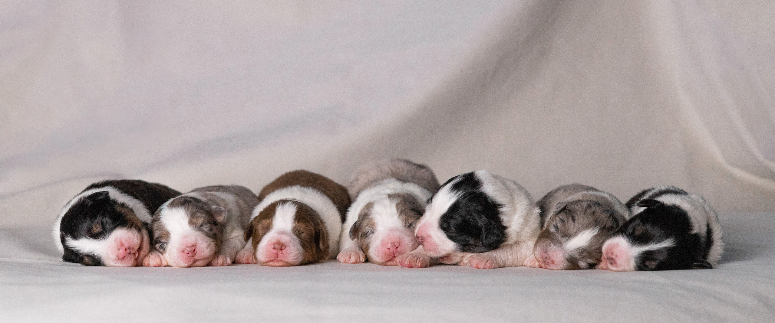 Щенки. Фотограф Яна Матвеева в Ижевске