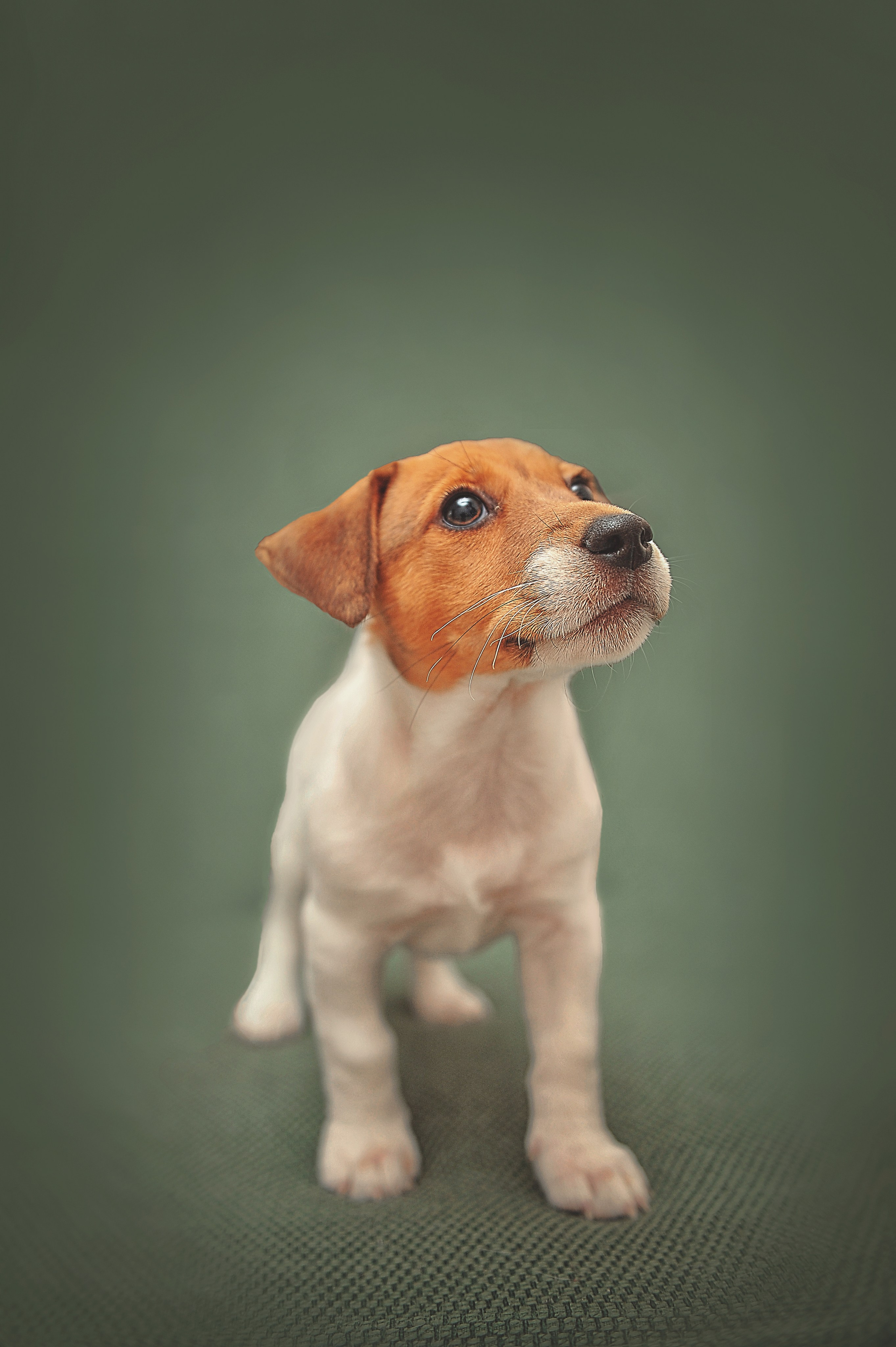 Фотосессия животных в Ижевских, фотограф животных. Детский, семейный фотограф в Ижевске и Москве Аксинья Лысенкова ADEN