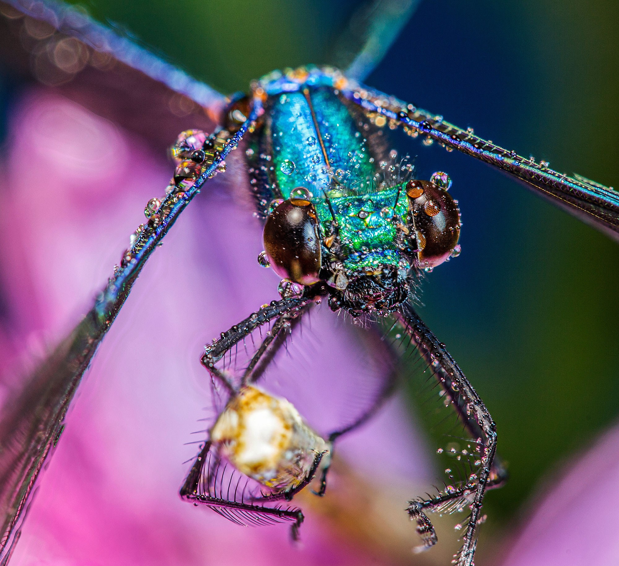 свадебный фотограф Геленджик