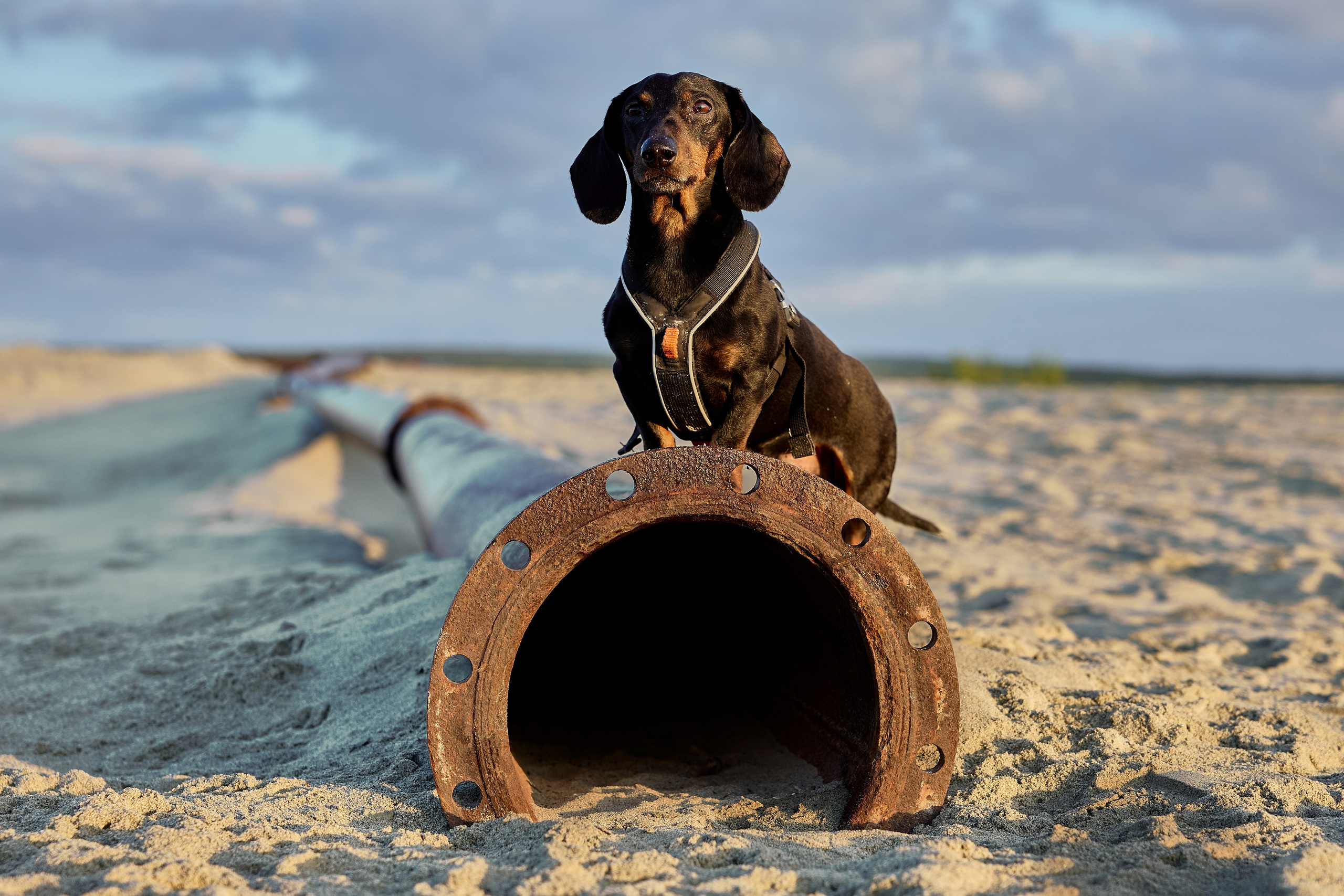 Фотосъёмка животных. Предметный и репортажный фотограф Алексей Кротов