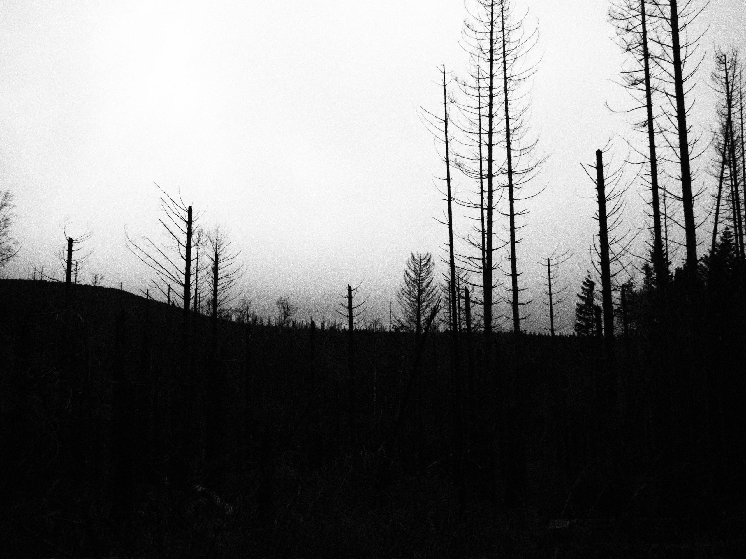 Таинственный лес. Репортажный фотограф в Берлине Александра Герман