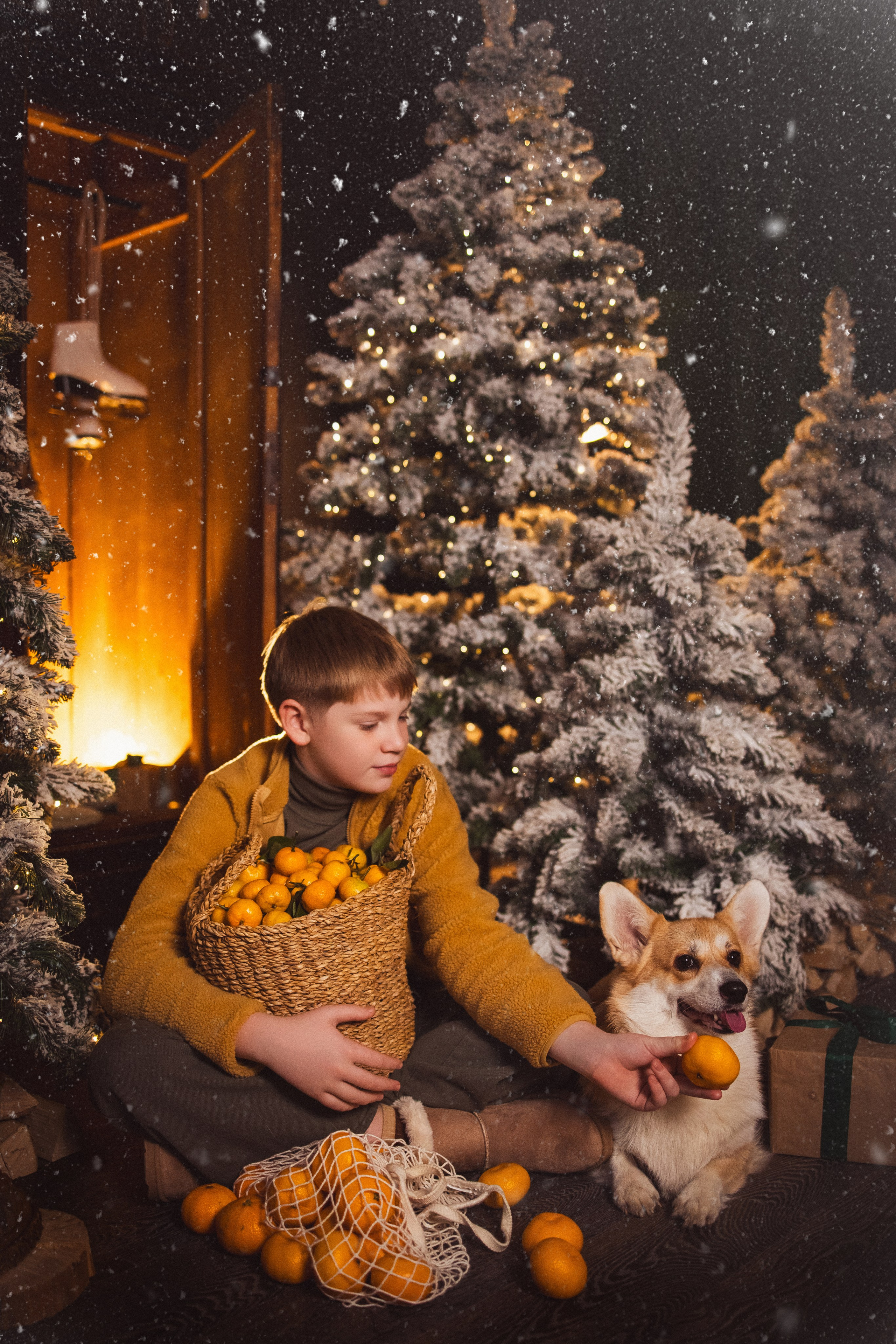 Фотосессия с собачками Корги в зимних декорациях фотостудии «Майя», город Краснодар. Семейный и детский фотограф в Краснодаре Анна Трашкова