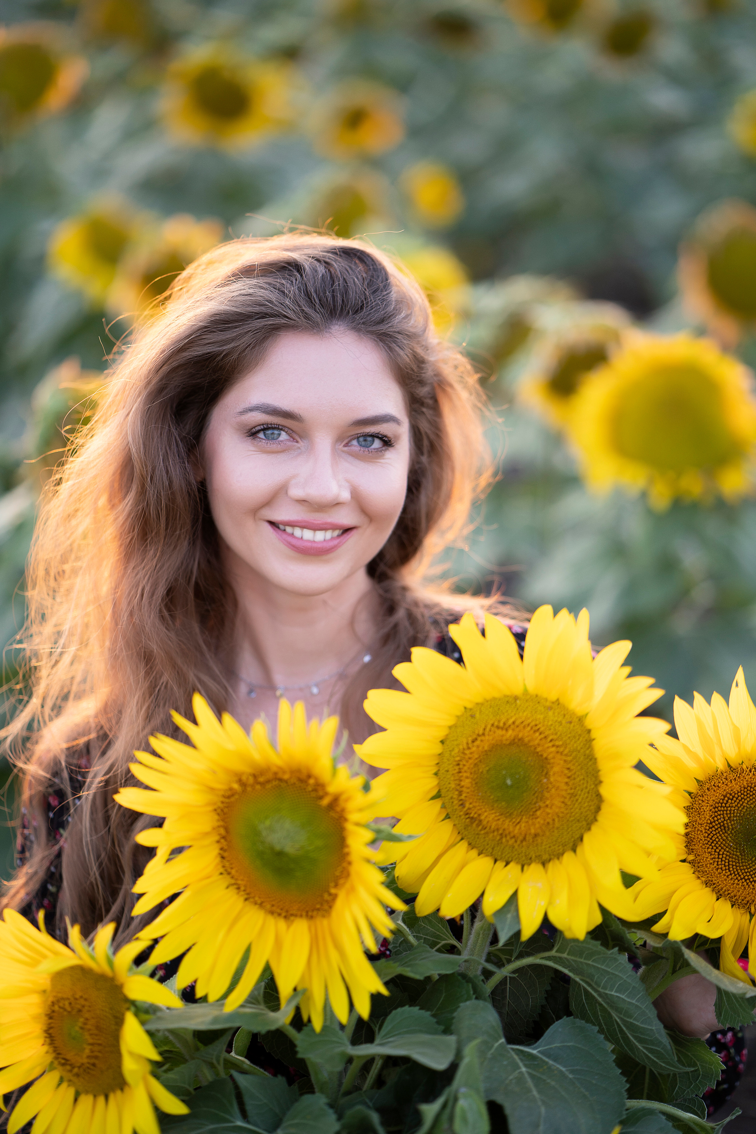 Подсолнухи. Главная