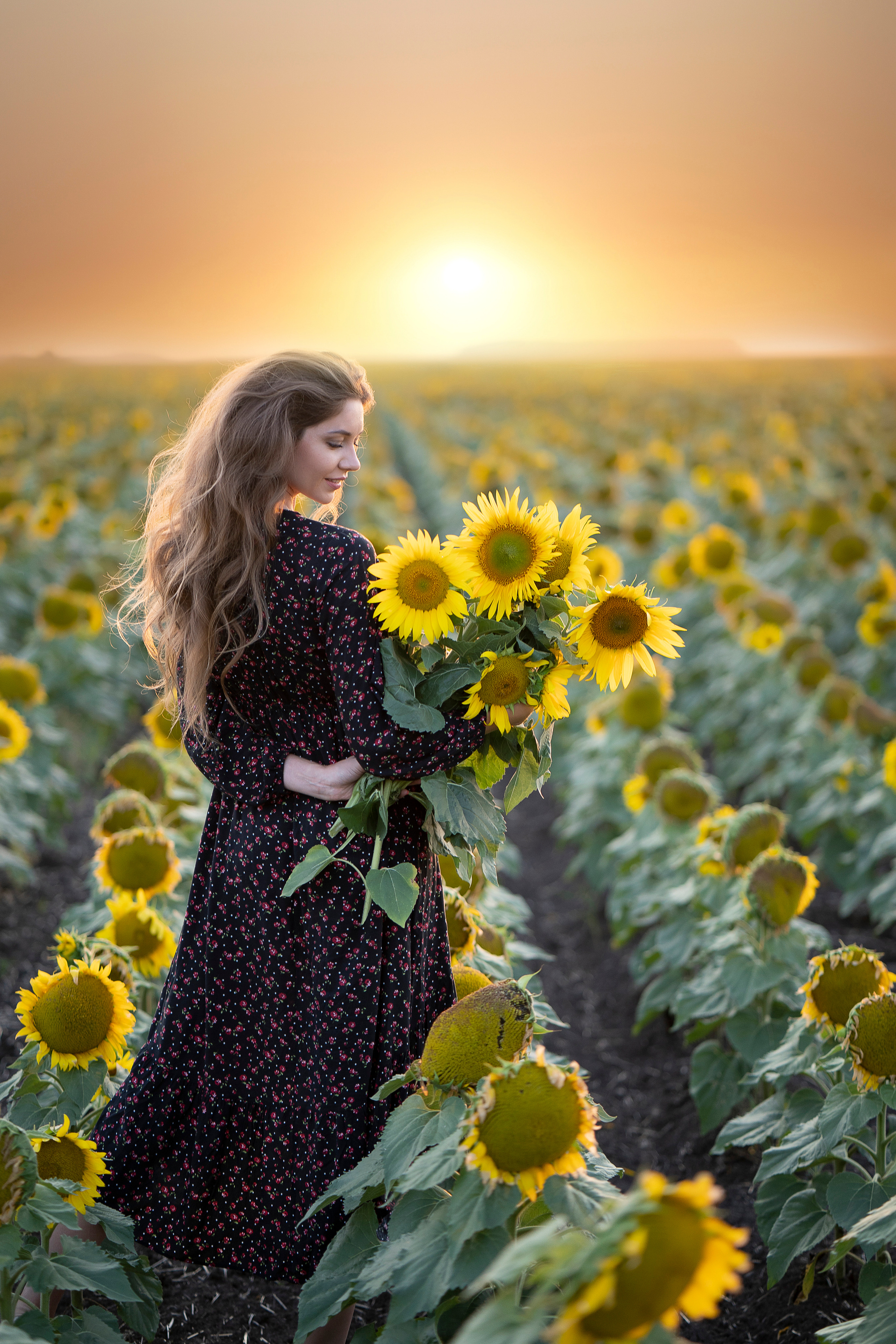 Подсолнухи. Главная