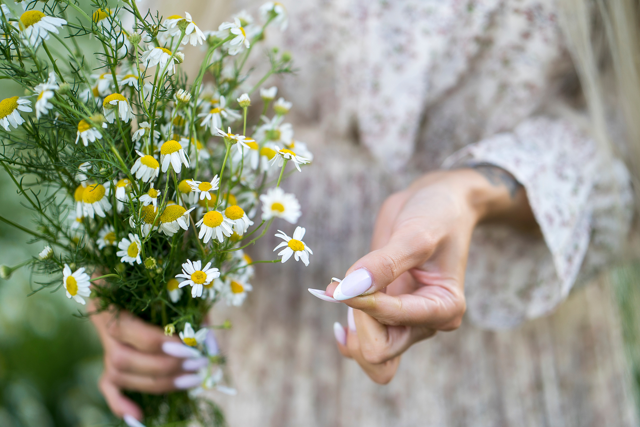 Ромашки. Главная