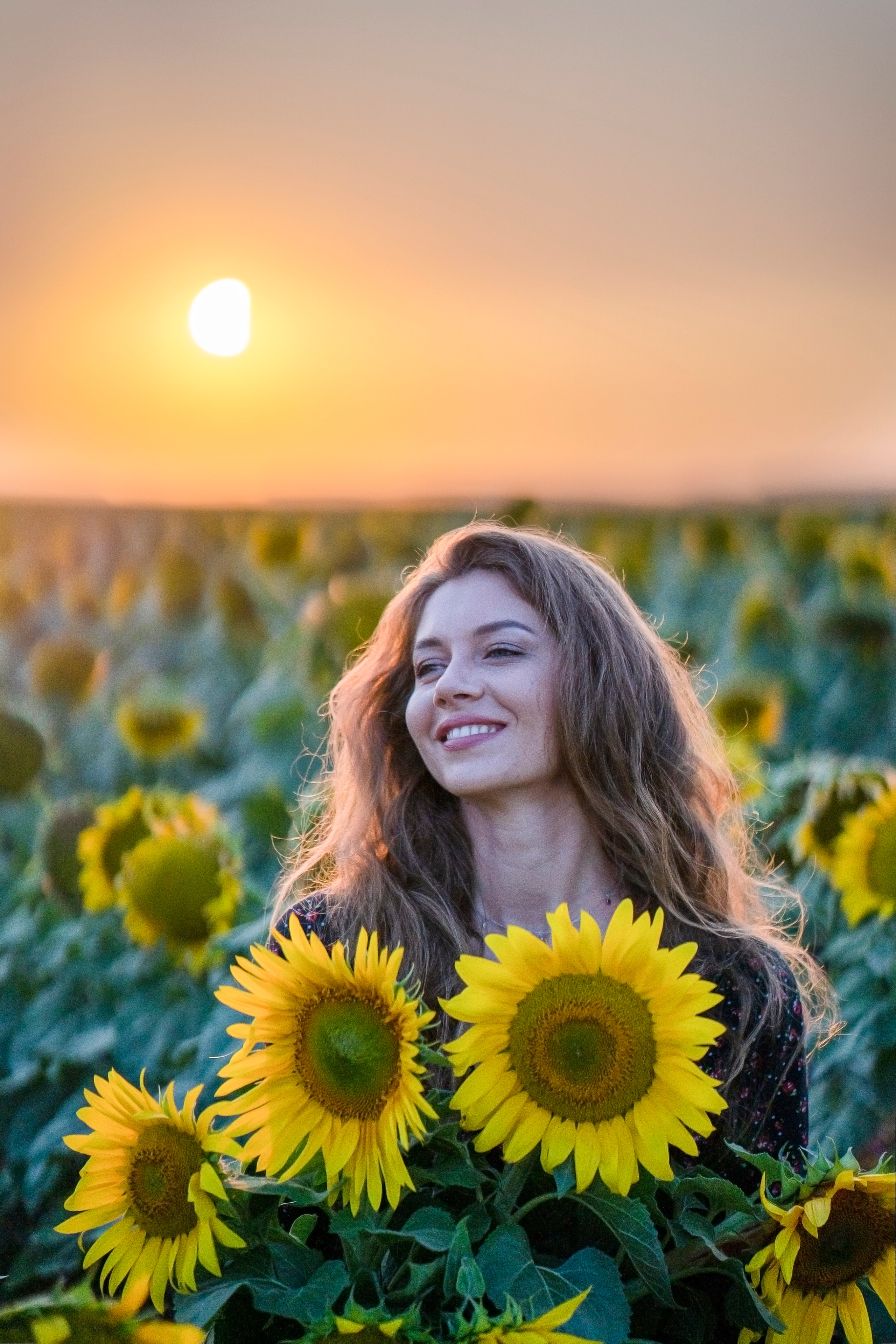 Подсолнухи. Главная