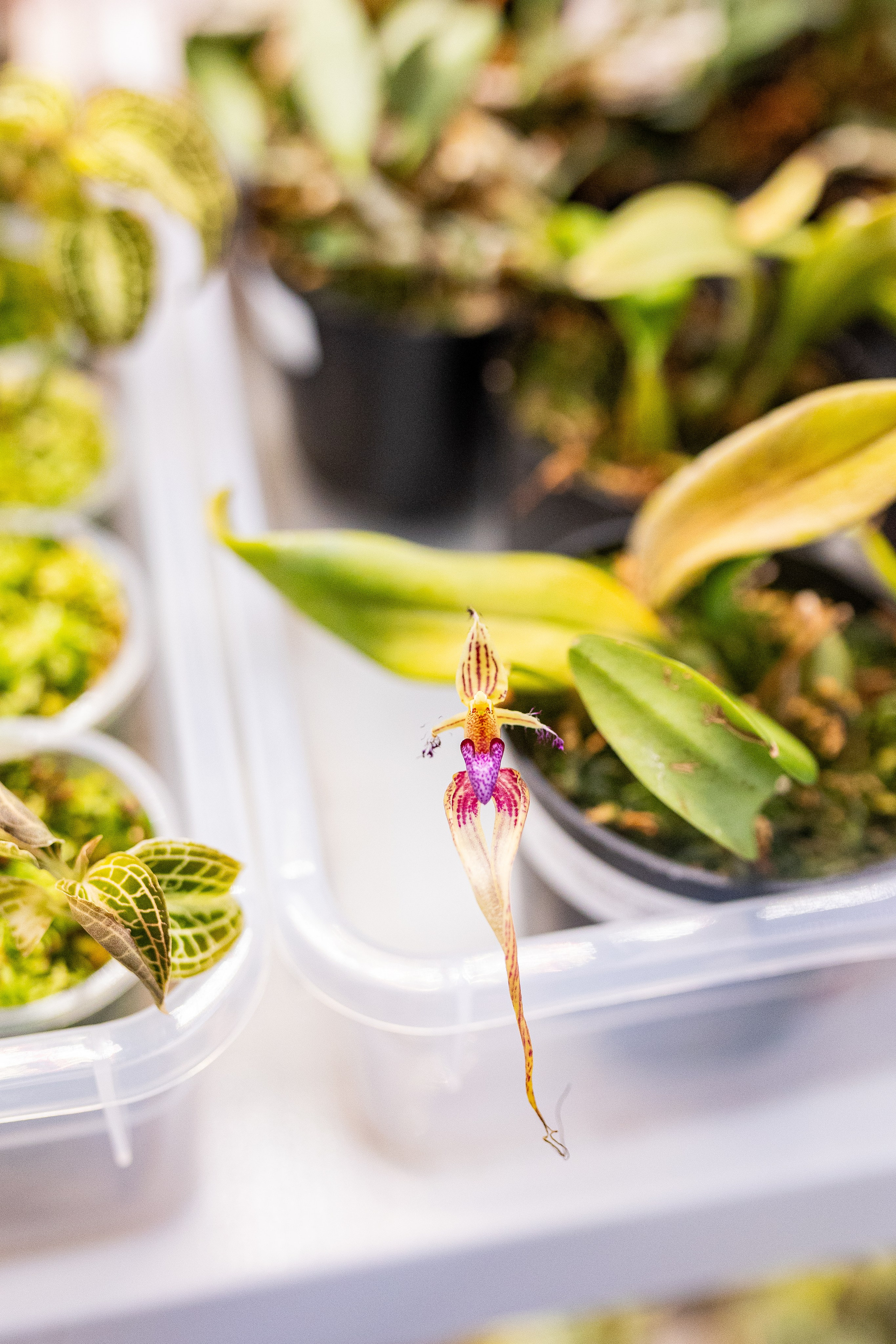 GreenRare ярмарка 2024. Александра Куликова фотограф, Москва