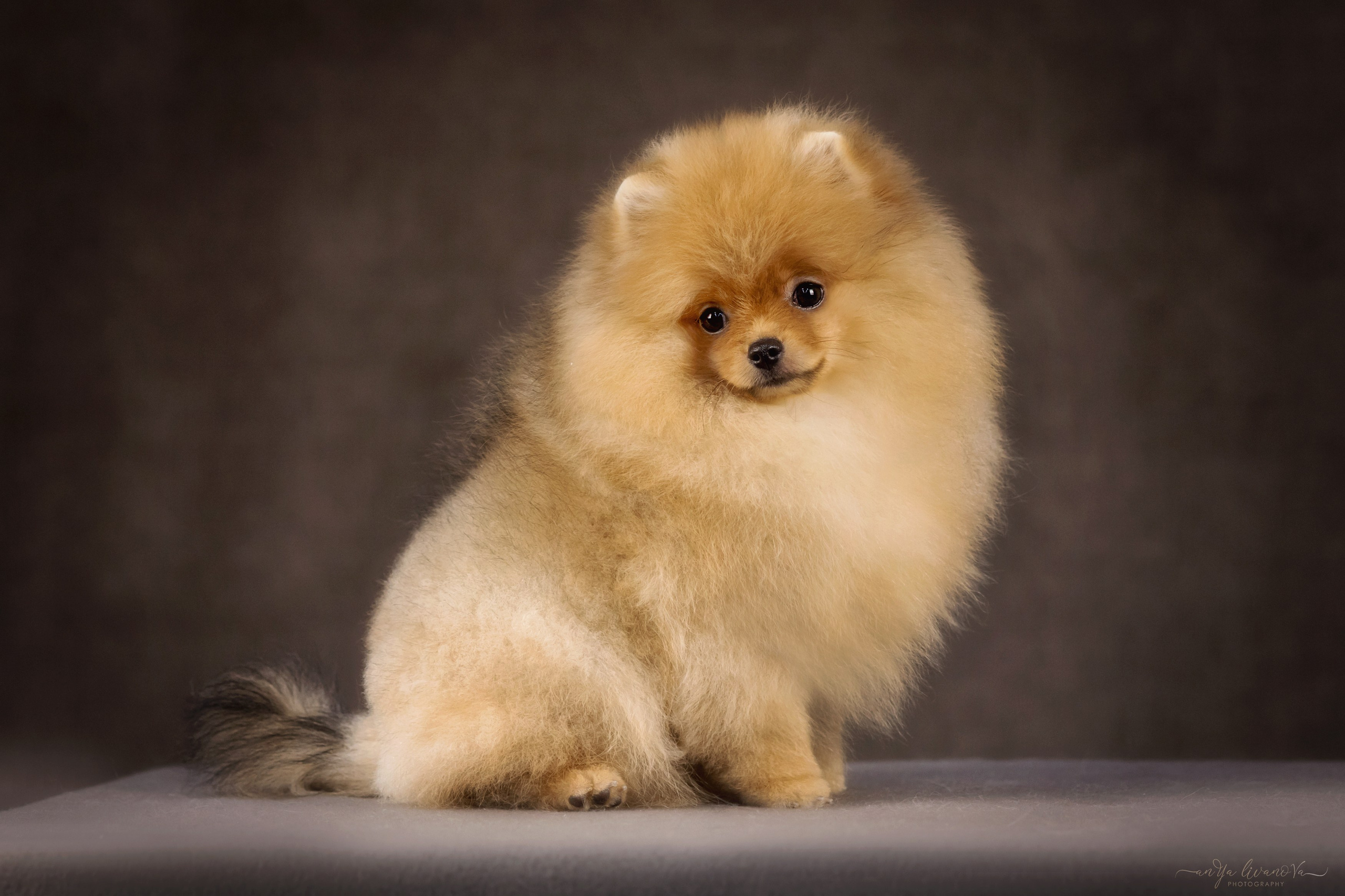 Шпицы. Фотограф анималист Аня Ливанова | Рыбинск