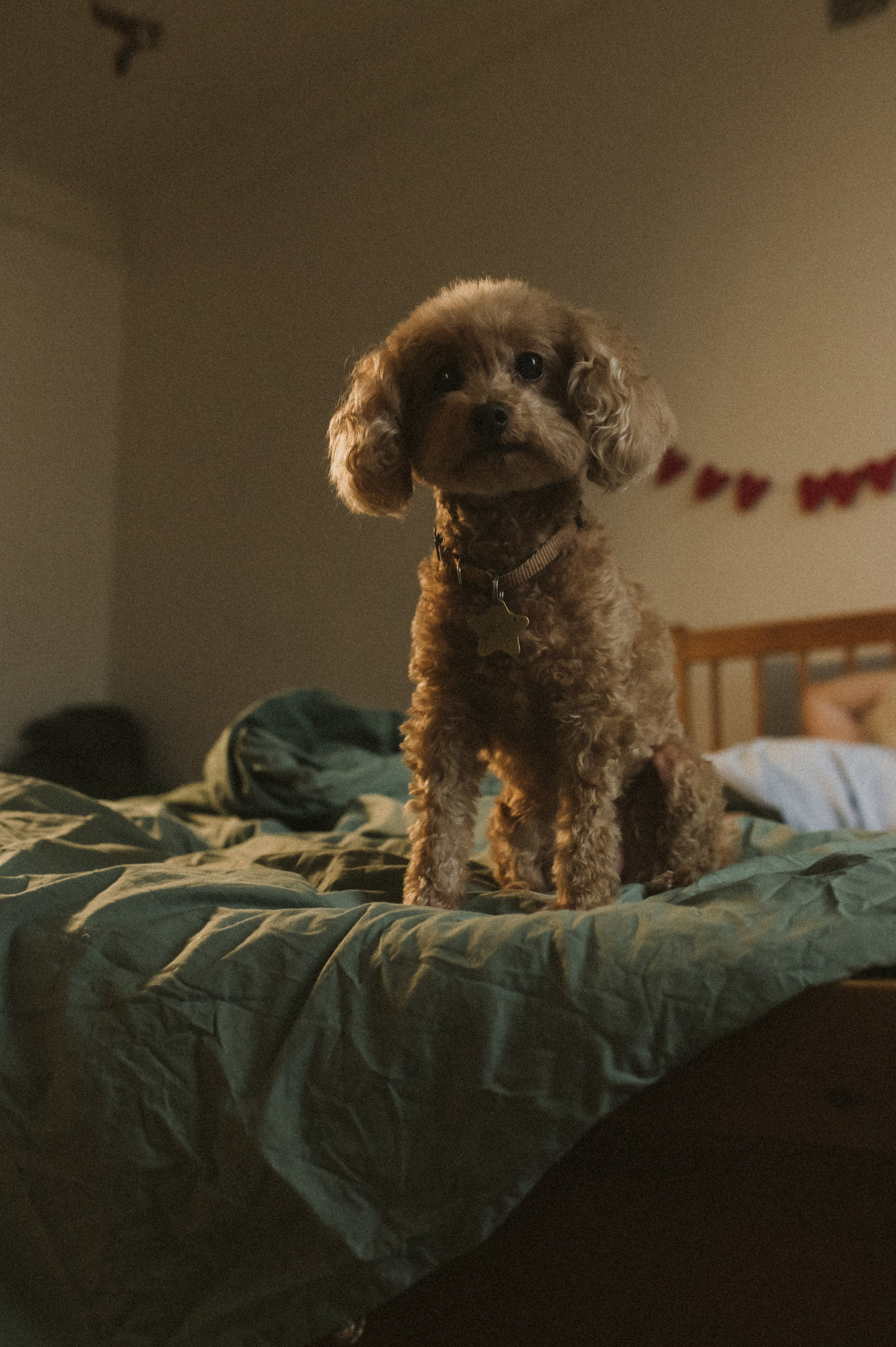 Ання и её кудрявая команда. Фотограф анималист в Москве Ольга Агушева