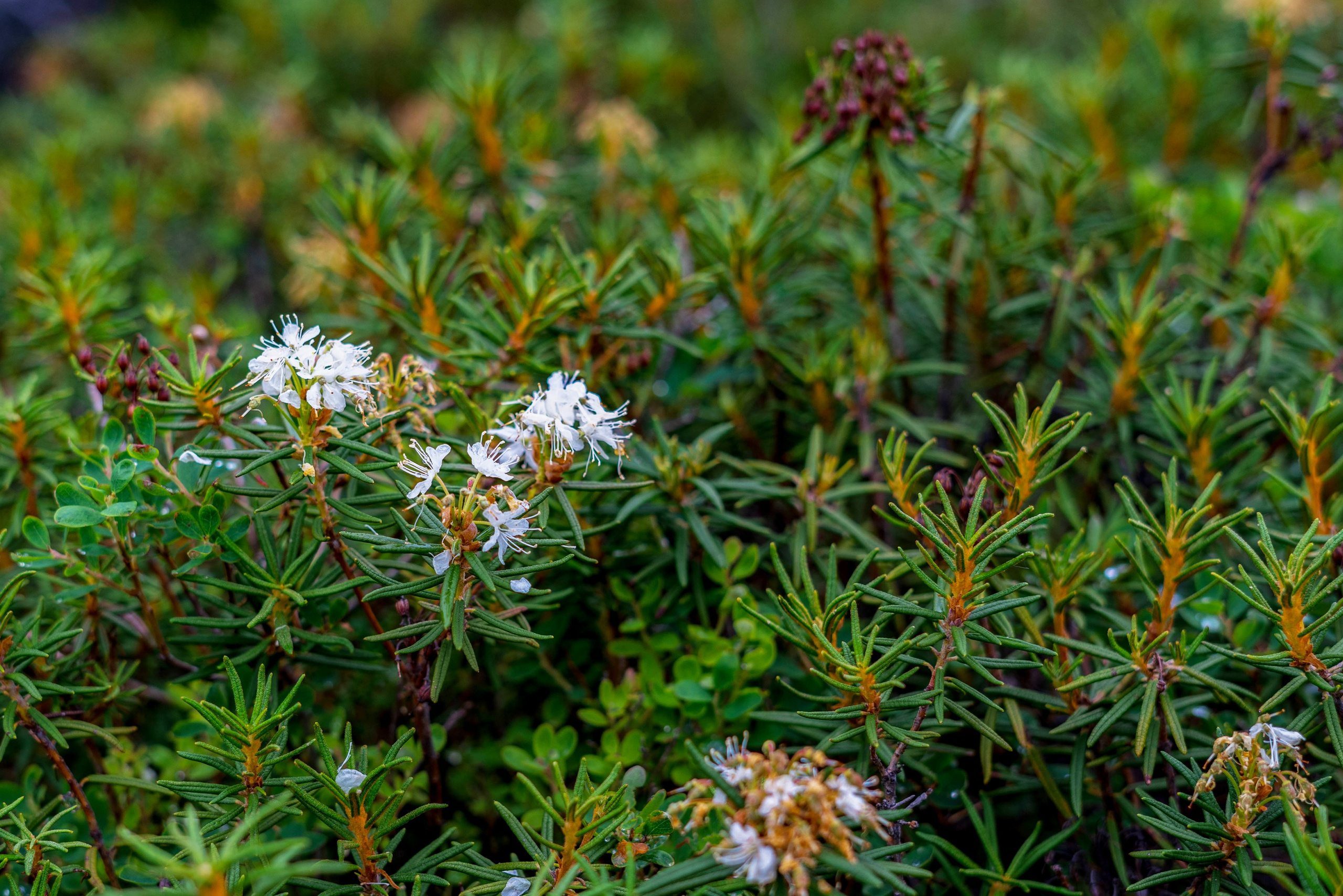 Лето в тундре. Фотограф Екатерина Зорина