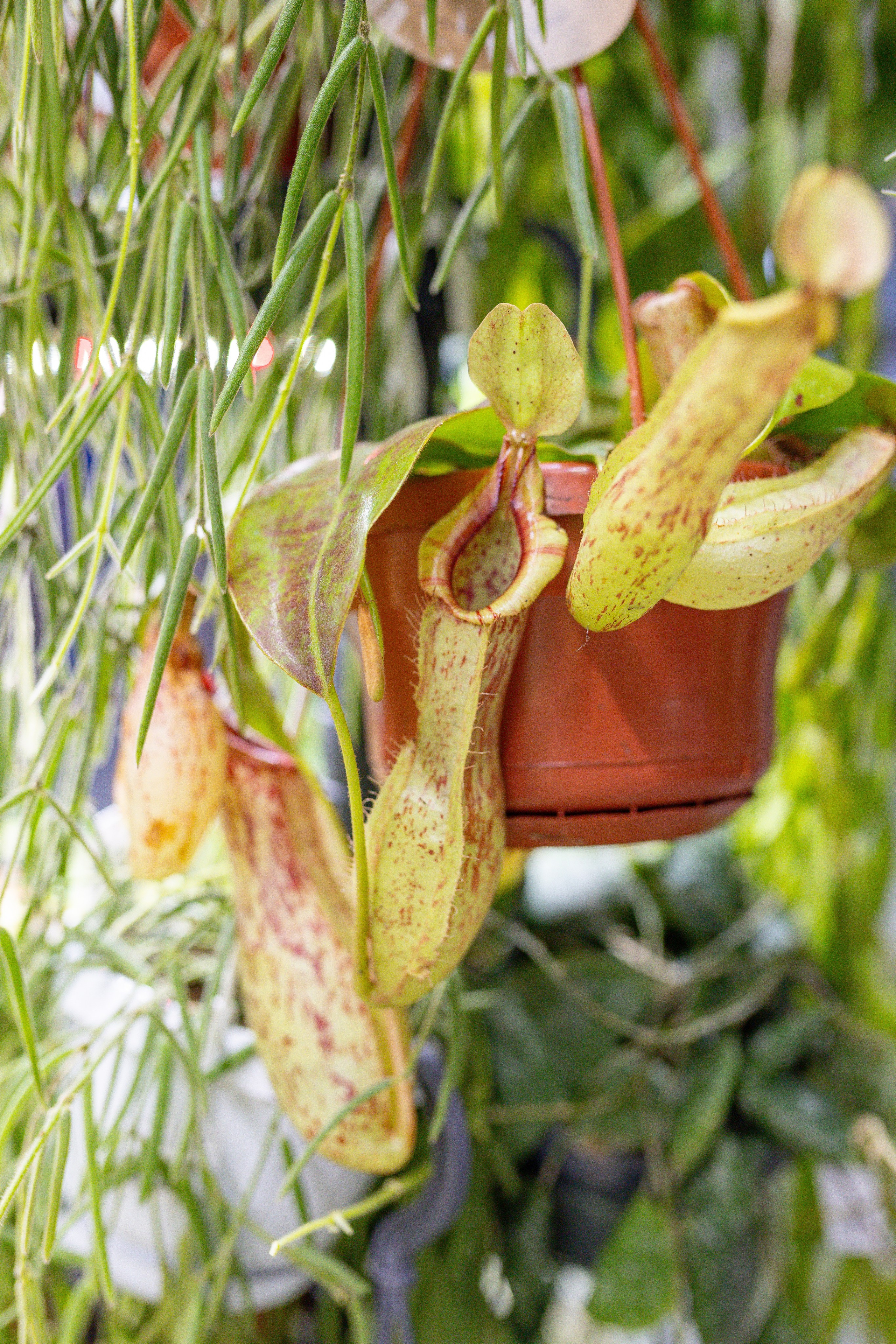 Орхидиум 12.2025. Александра Куликова фотограф, Москва