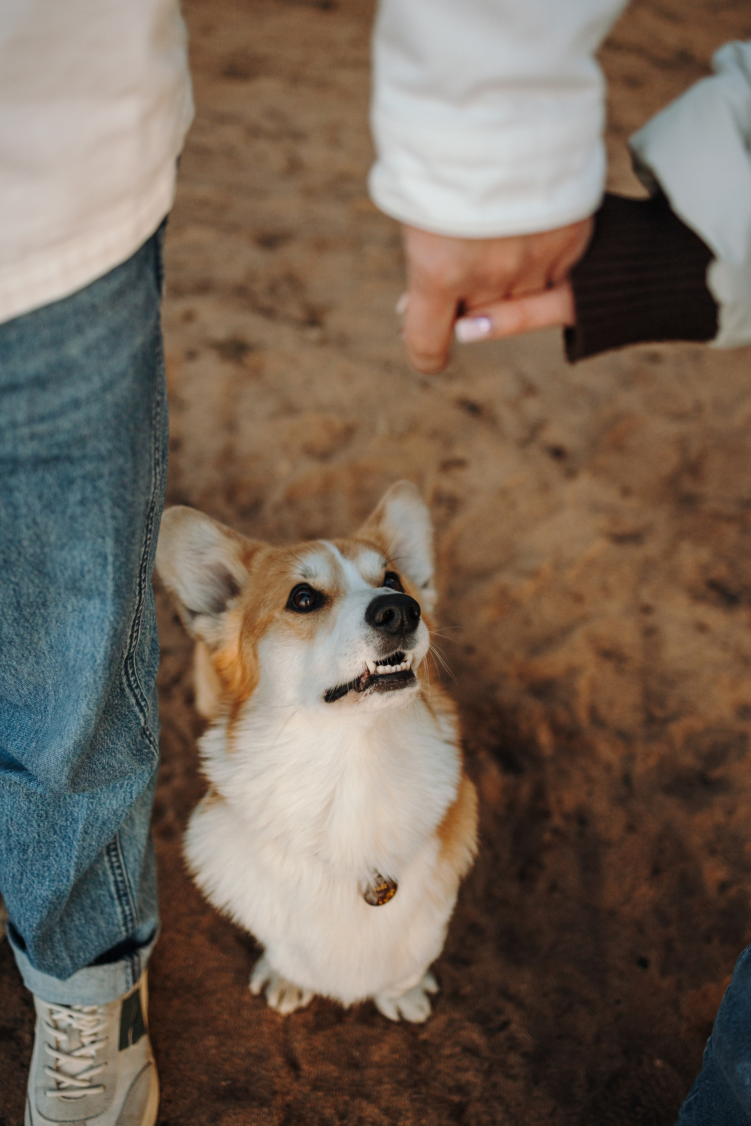 Найт и его семья. Фотограф — Анималист | Санкт-Петербург