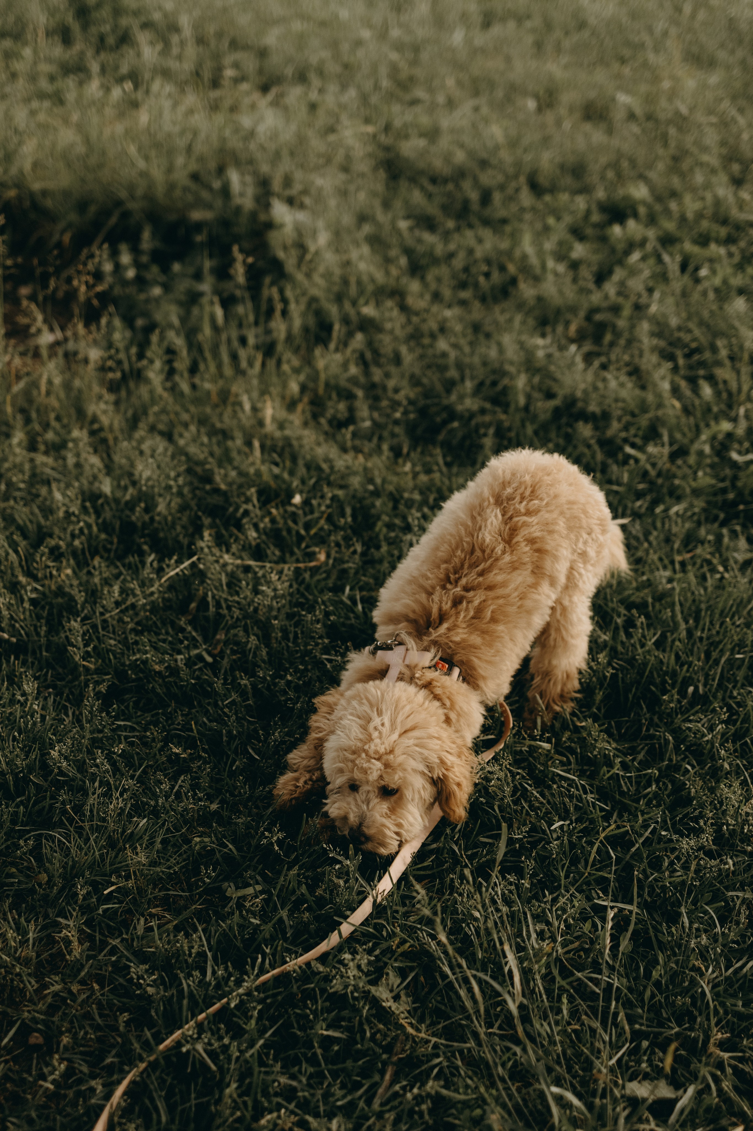 Мия и ее семья. Фотограф — Анималист | Санкт-Петербург