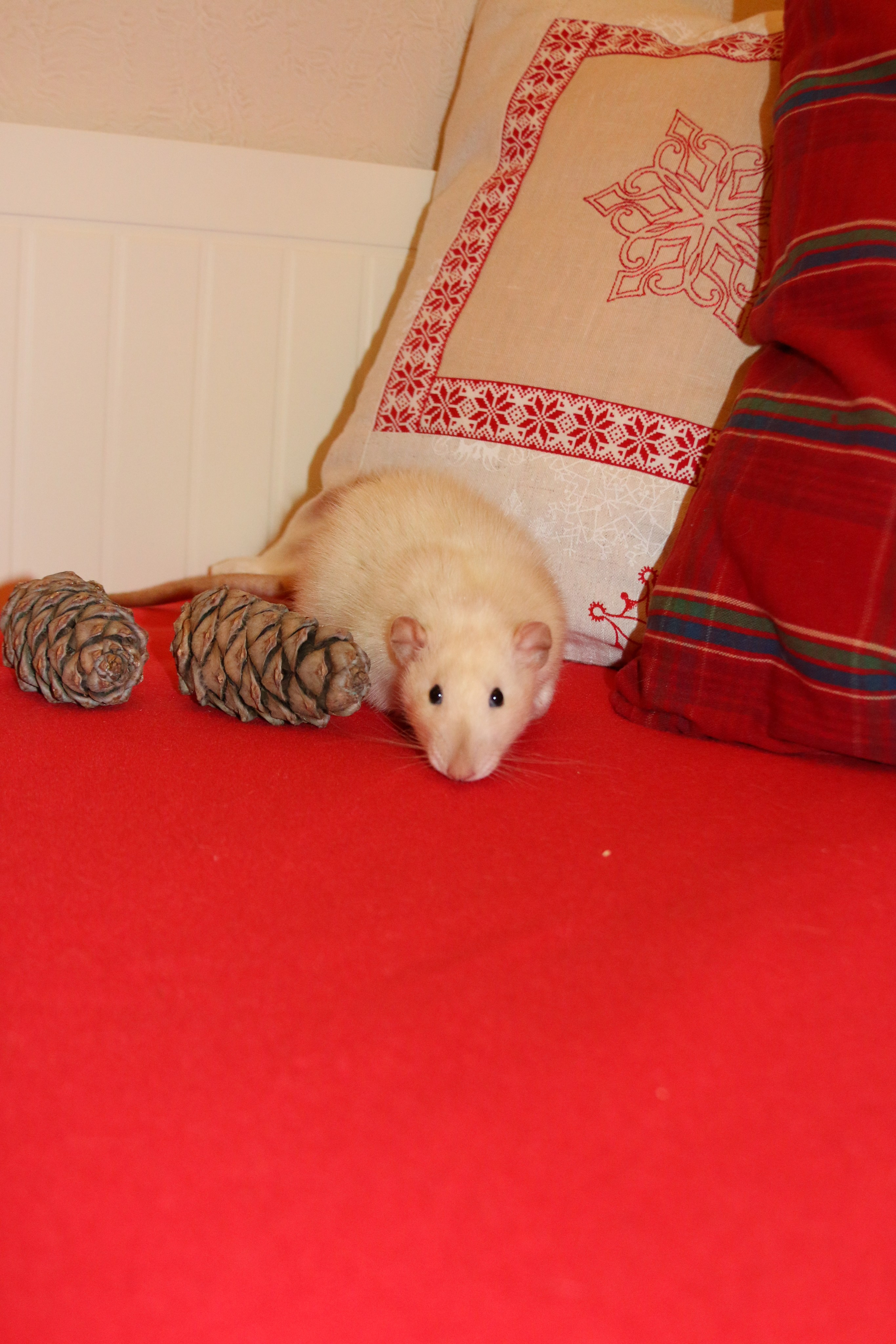 Съемка с питомцем