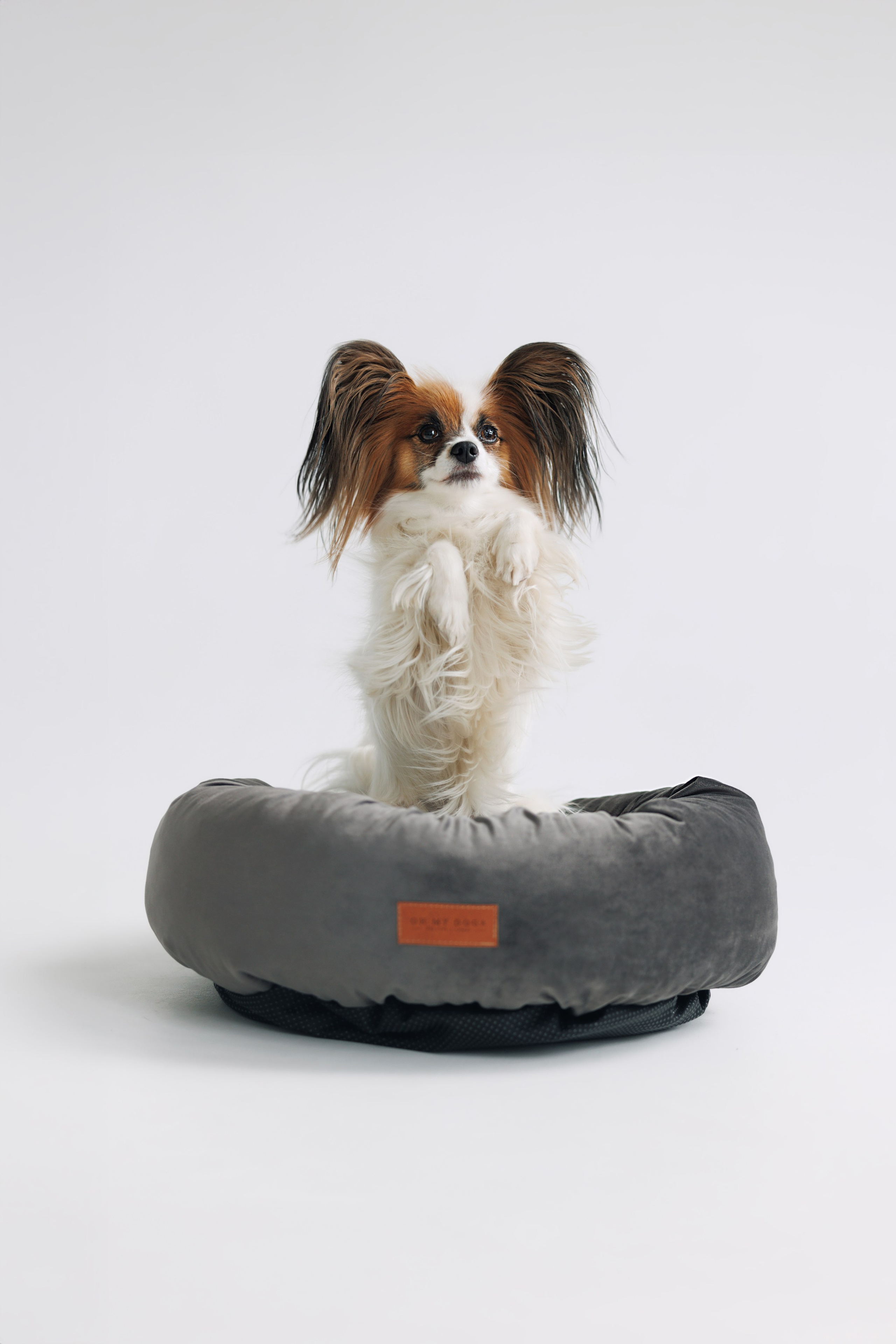 OH MY DOGA. Фотограф анималист Кристина Карпова, Москва