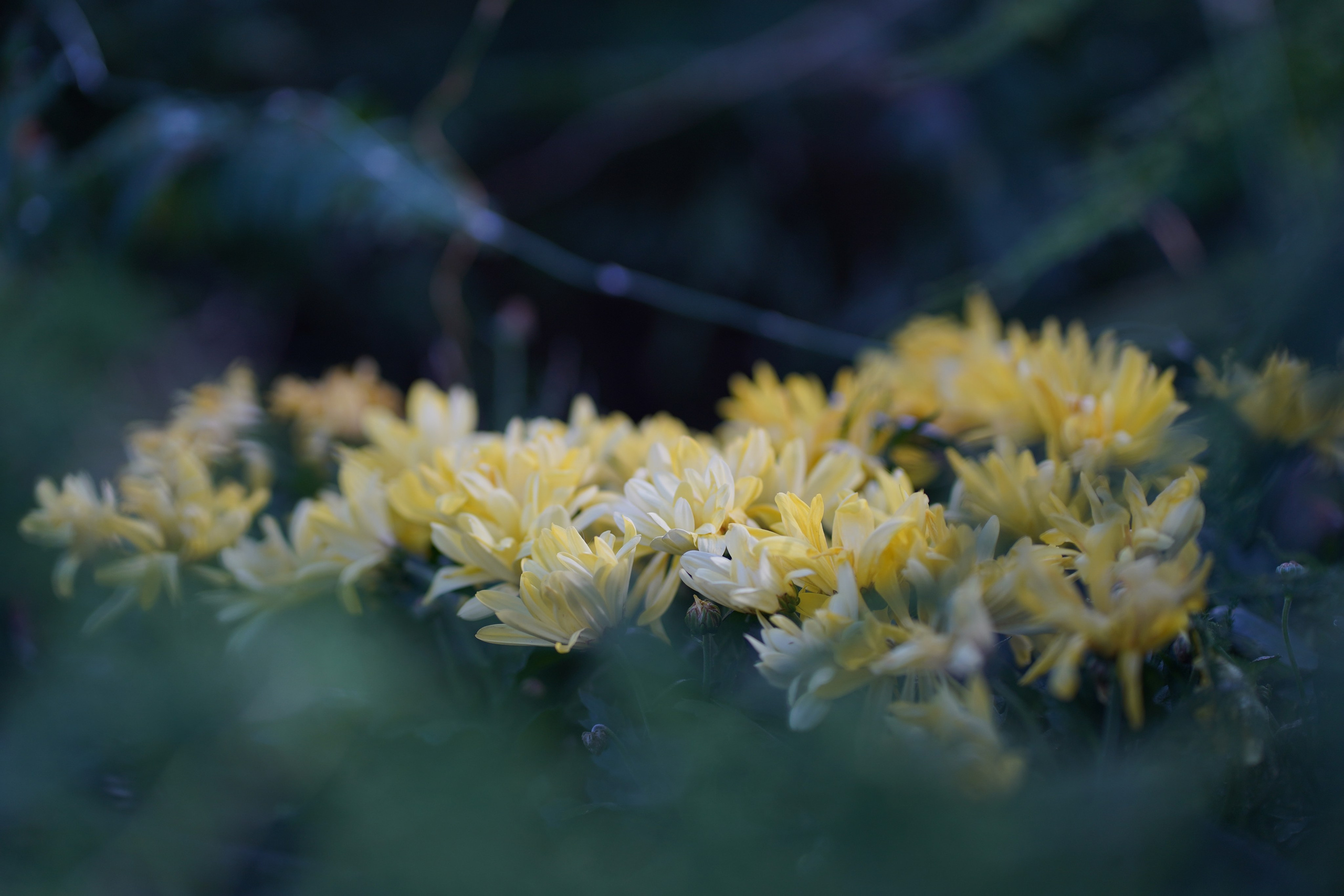 Игорь и Екатерина. Свадебный фотограф Копков Геннадий